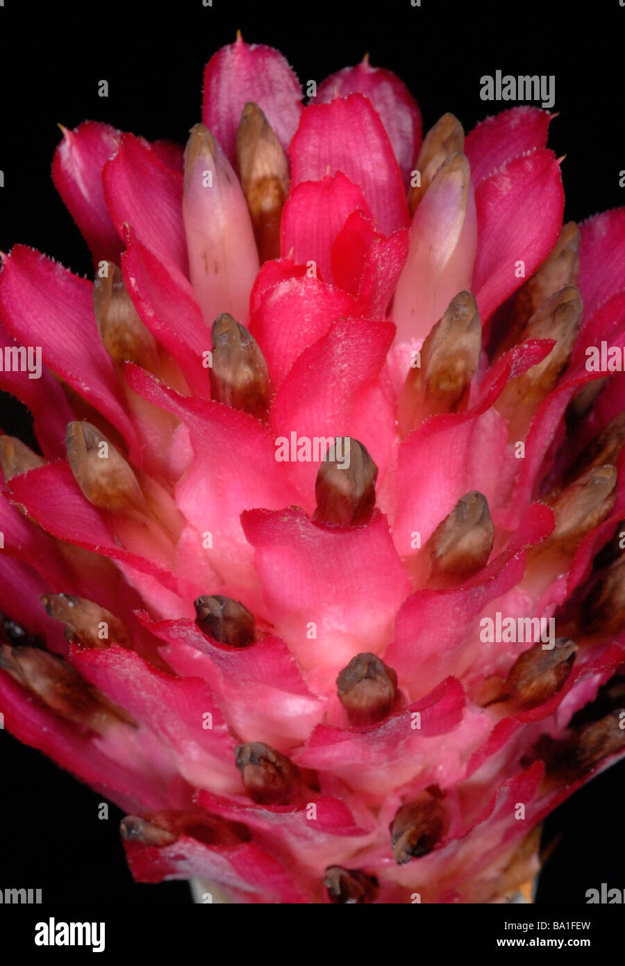 Quesnelia testudo.  Quesnelia  is a genus in the family Bromeliaceae, subfamily Bromelioideae. Indigenous to eastern Brazil Stock Photo
