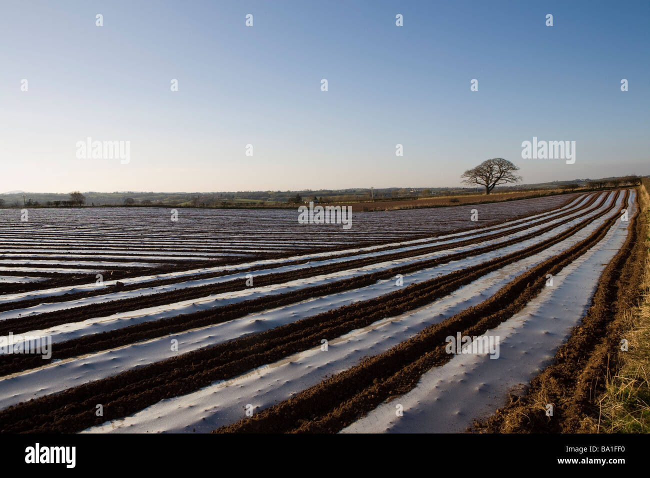 Parallel lines field hi-res stock photography and images - Alamy