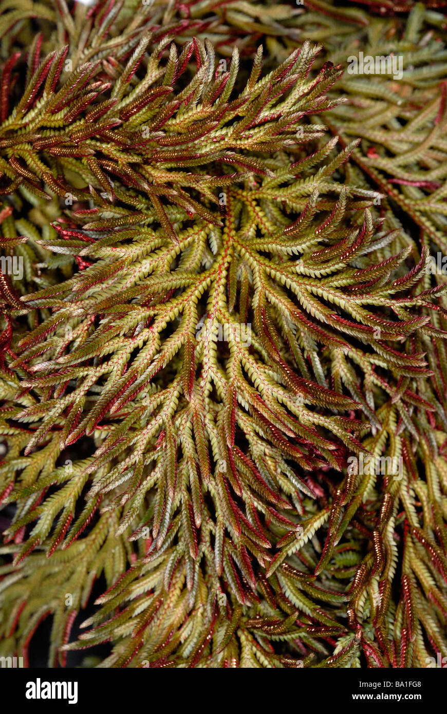 red peacock fern plant Stock Photo