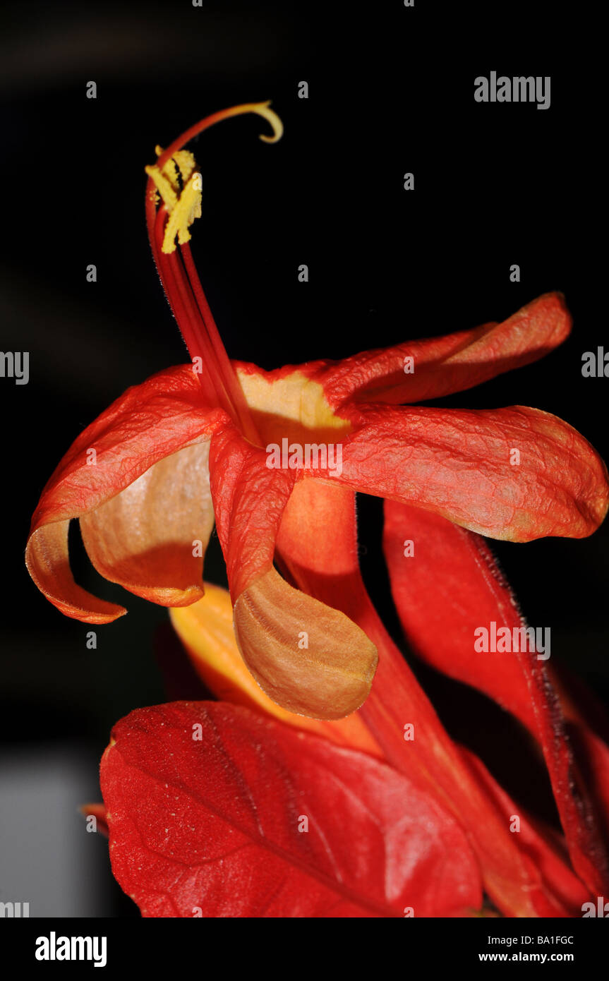 Closeup of Ruellia colorata,  Wild Petunia; Family: Acanthaceae; Origin: Brazil Stock Photo