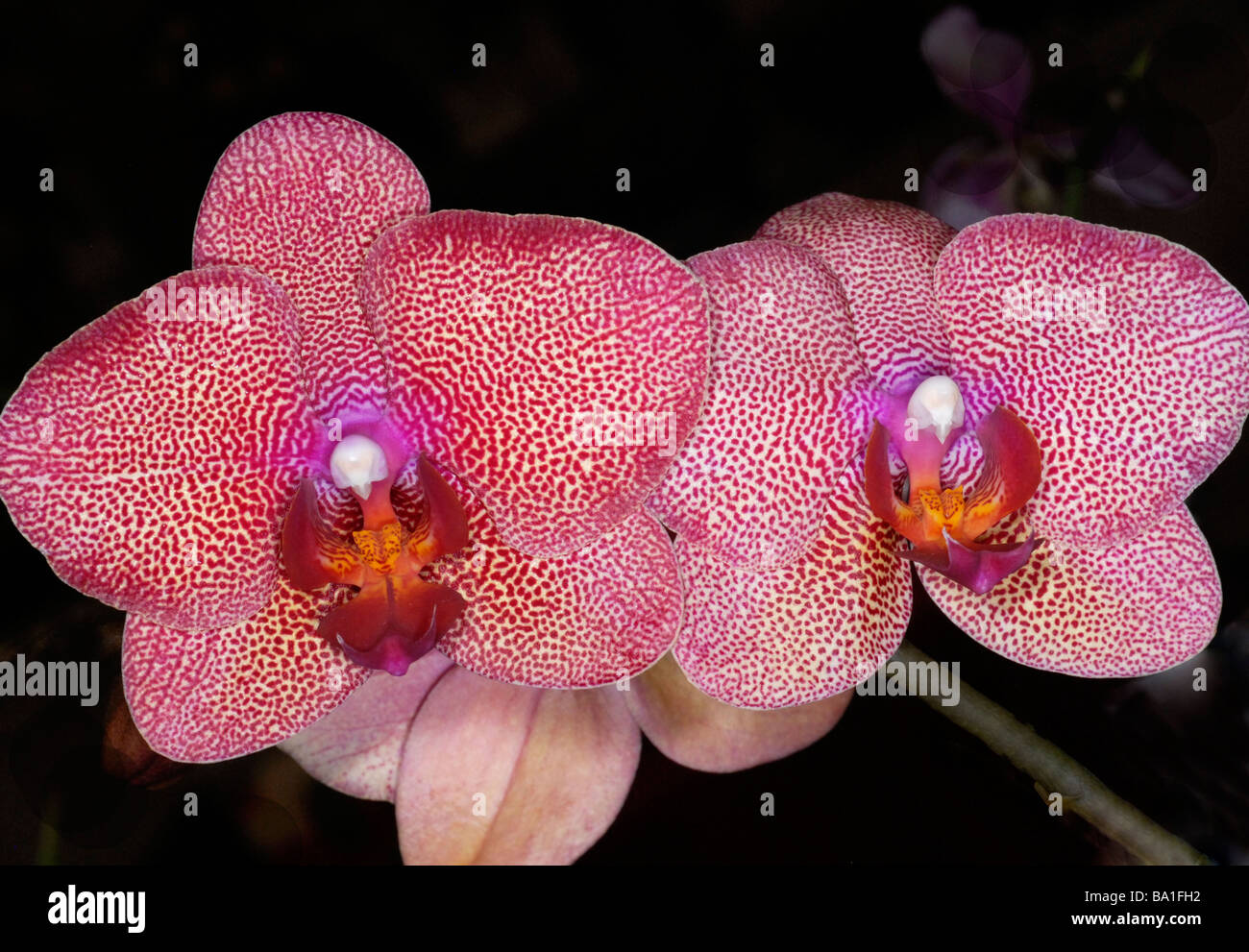 Orchids hi-res stock photography and images - Alamy