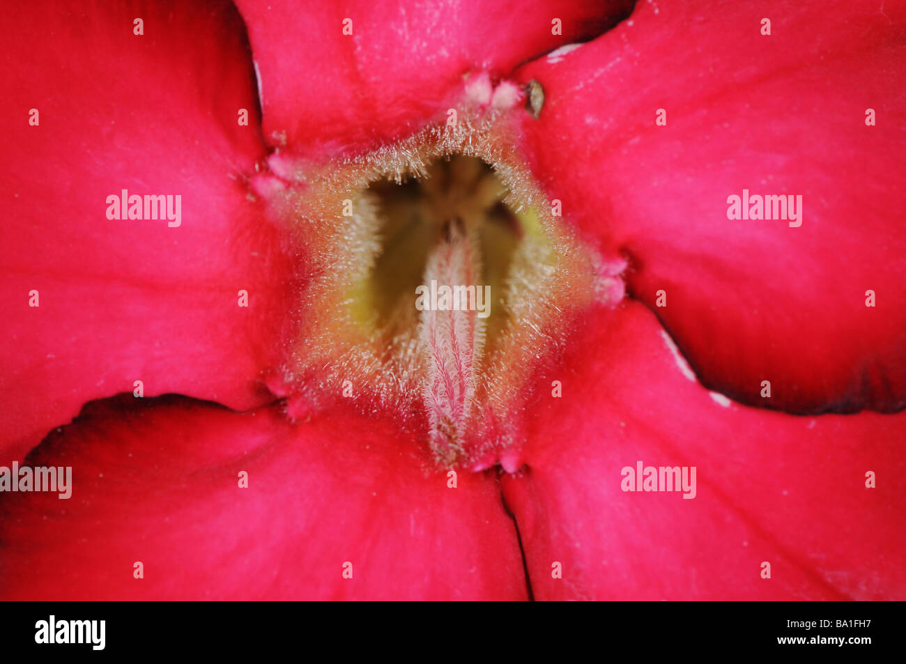 Adenium obesum also known as Desert Rose, Sabi Star or Kudu Stock Photo
