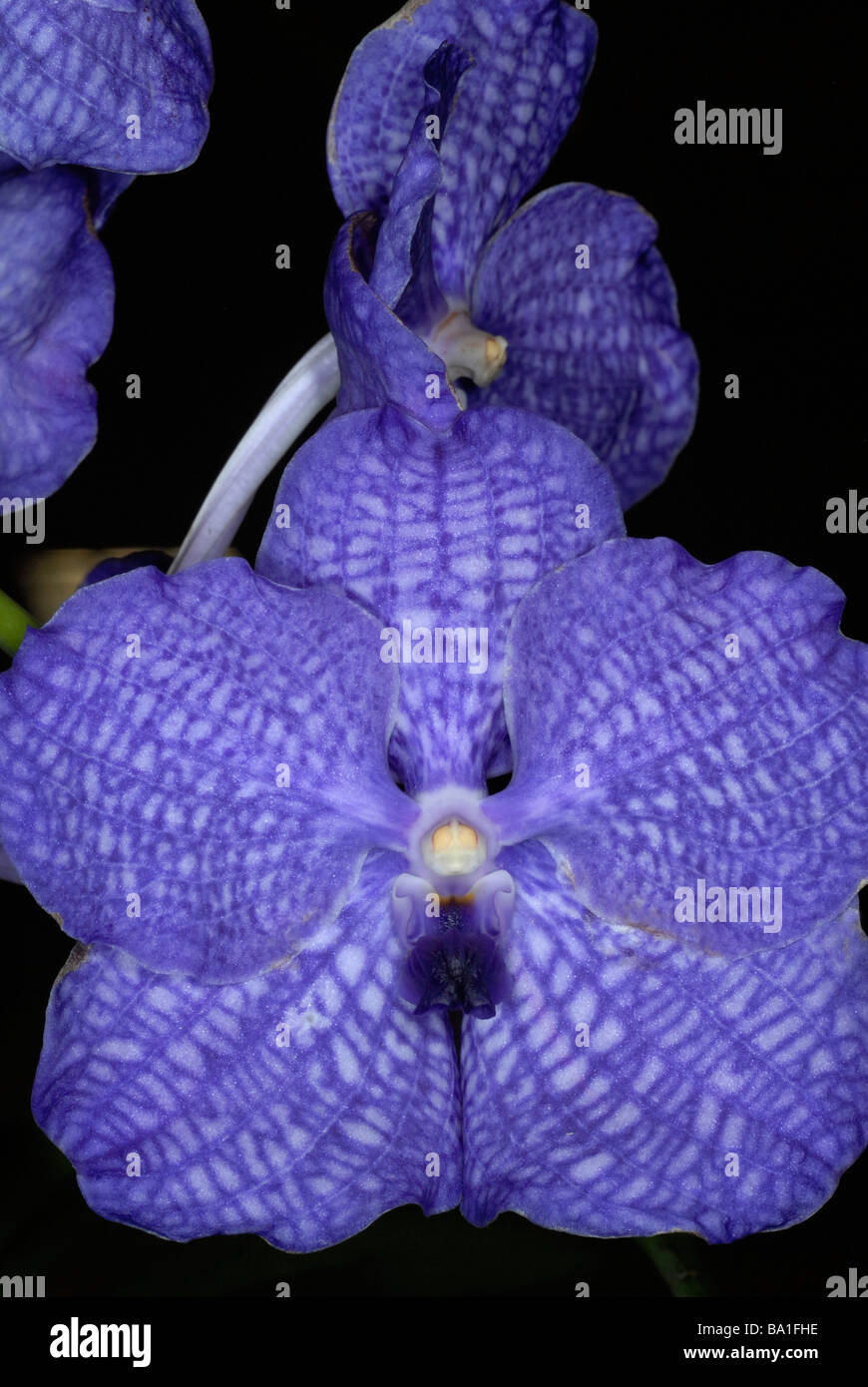 Vanda manuvadee orchid Stock Photo