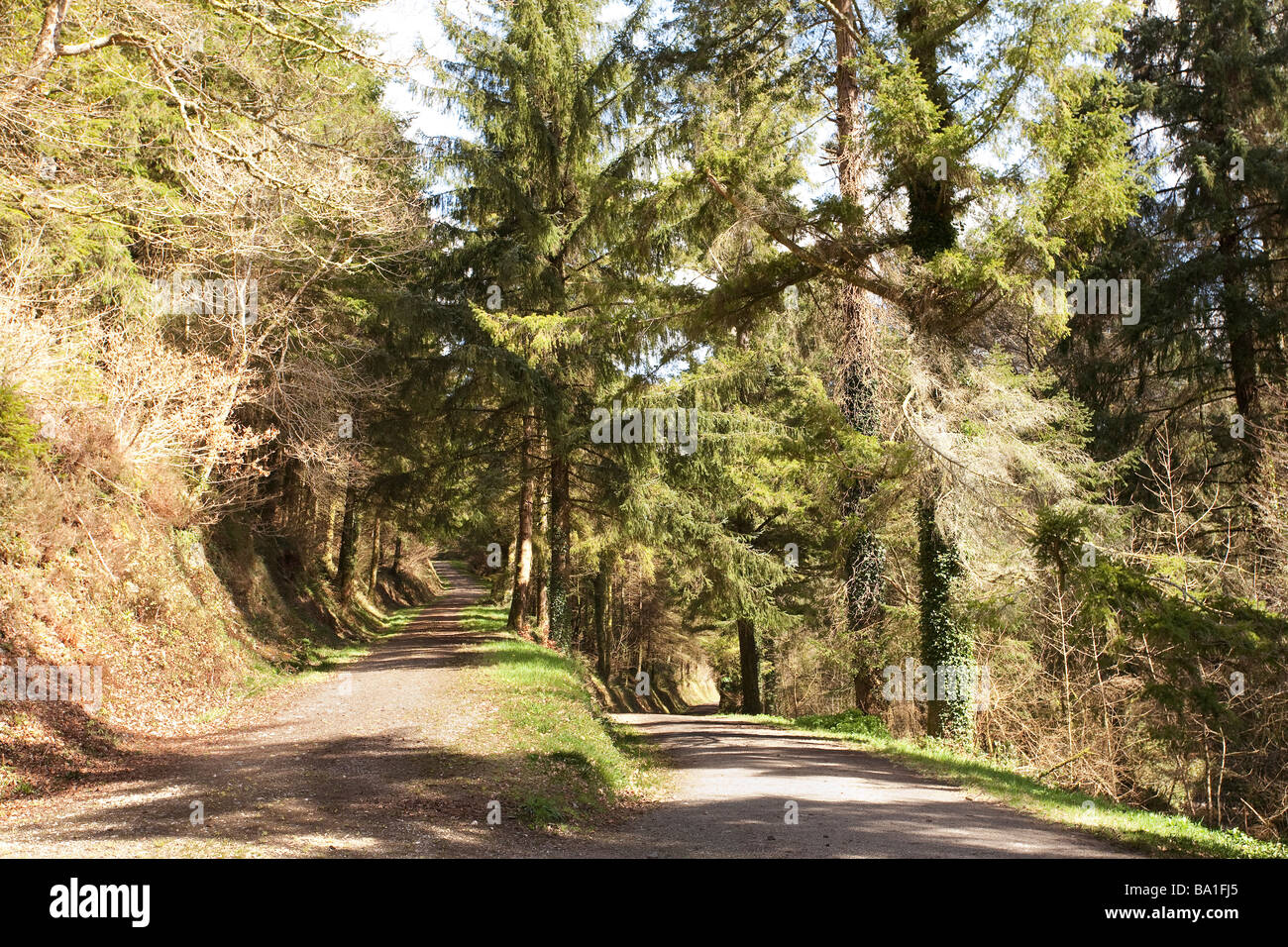 high and low road junction in a forest Stock Photo Alamy