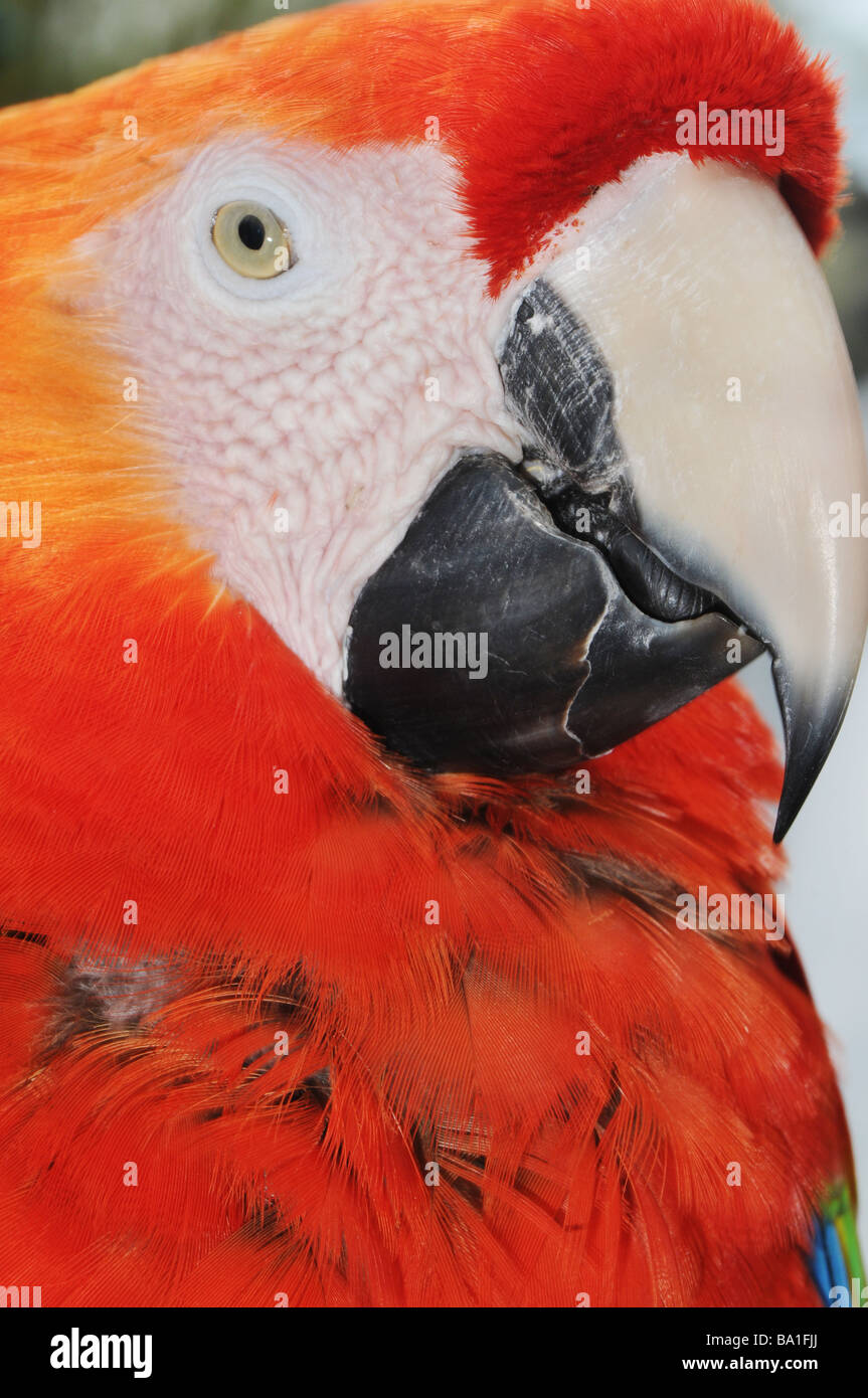 Scarlet Macaw (Ara macao), close-up Stock Photo