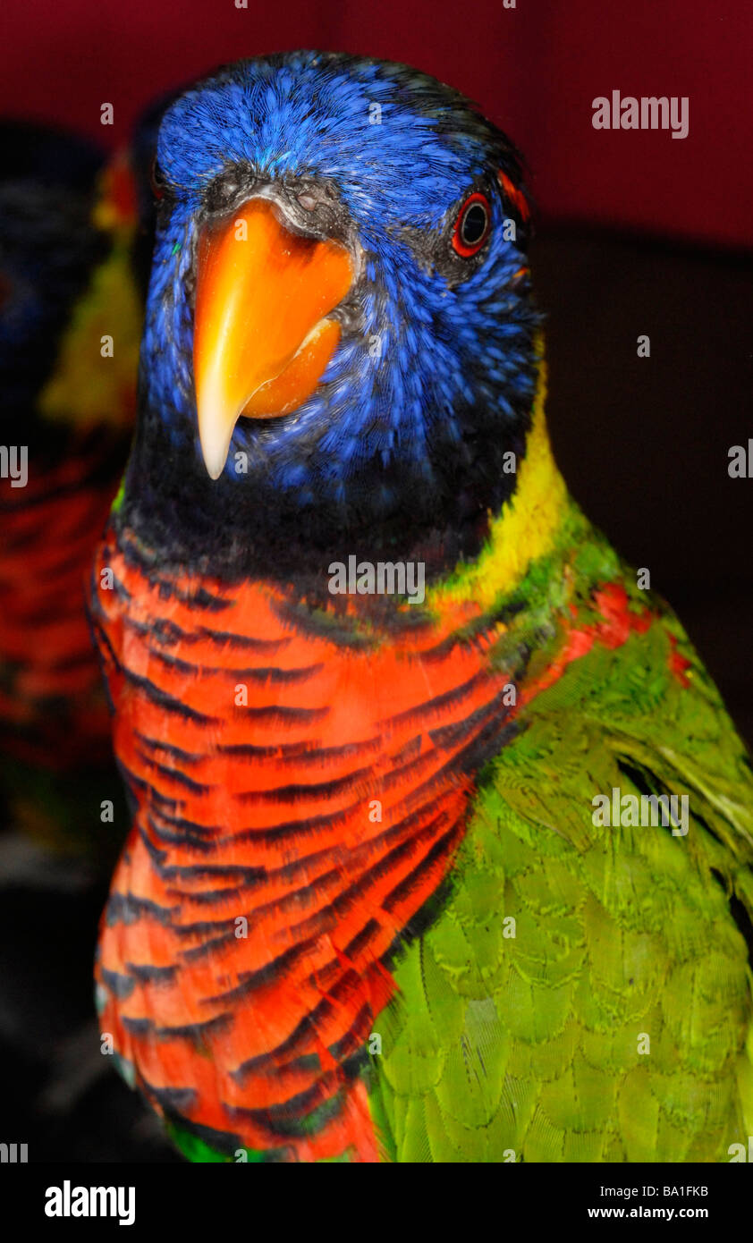 Image result for Rainbow Lorikeet, Trichoglossus haematodus, a species of parrot found ...