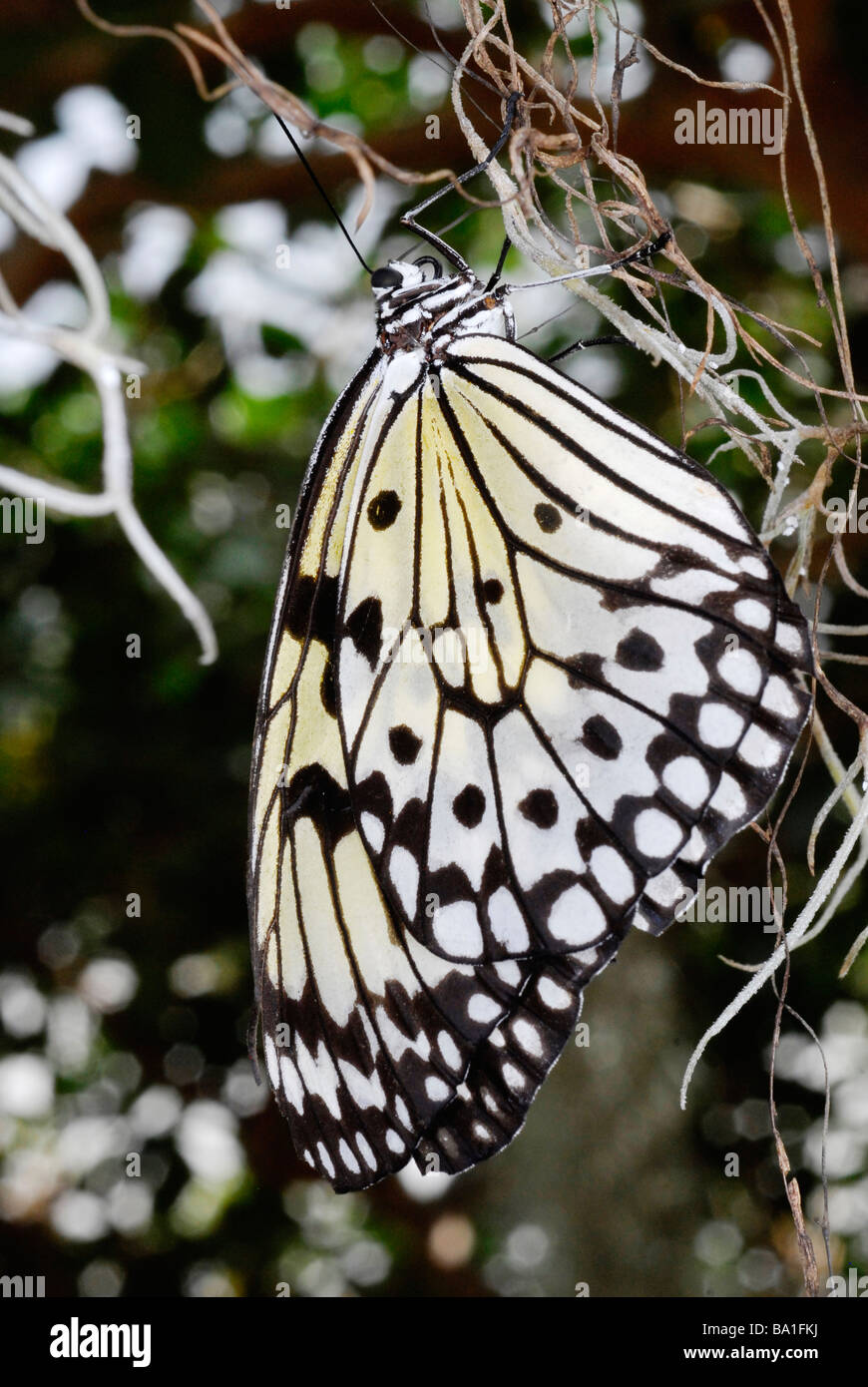 Paper kite butterfly, Idea leucone Stock Photo
