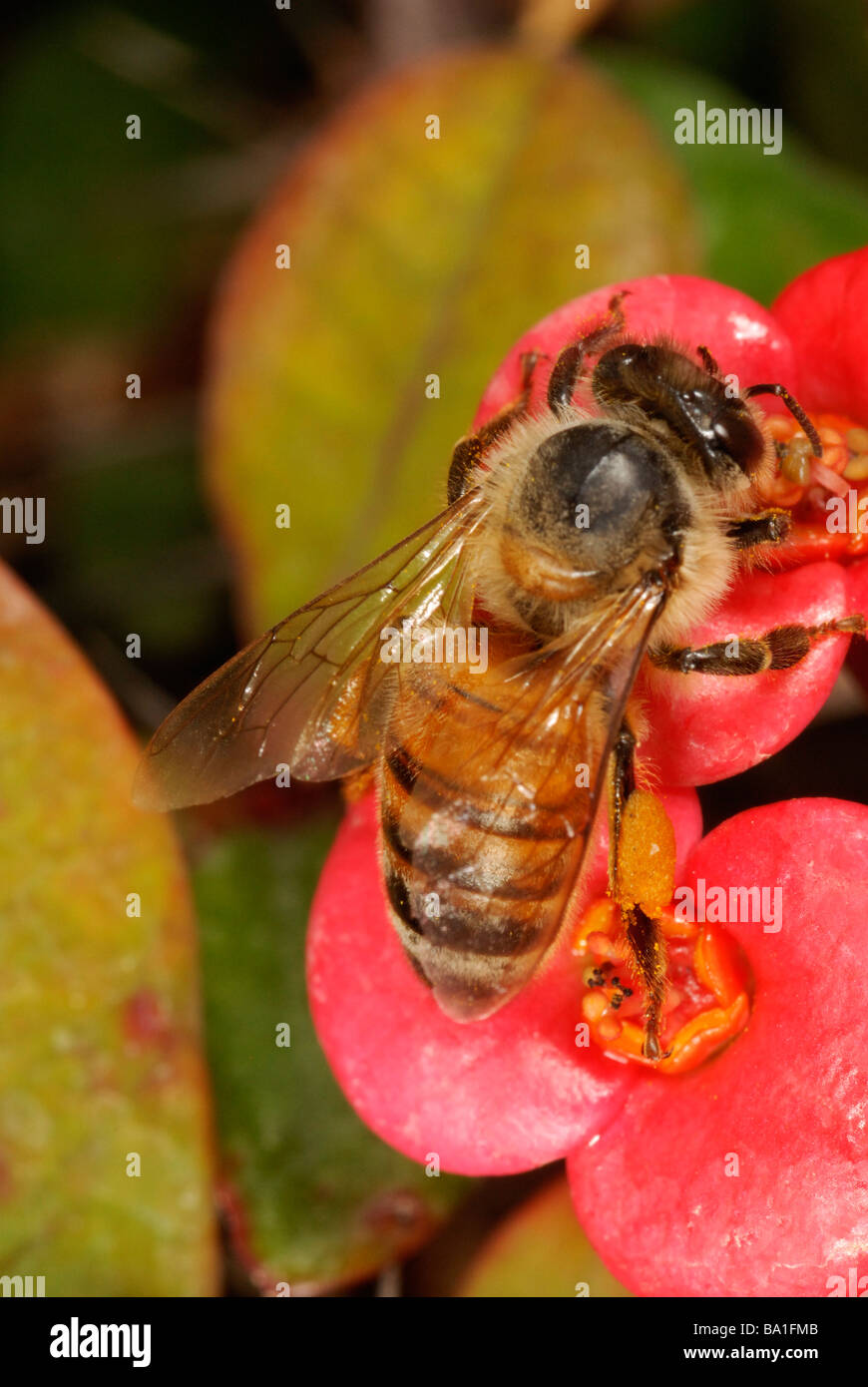honeybee, Apis mellifera, foraging on a crown-of-thorns flower for nectar and pollen Stock Photo