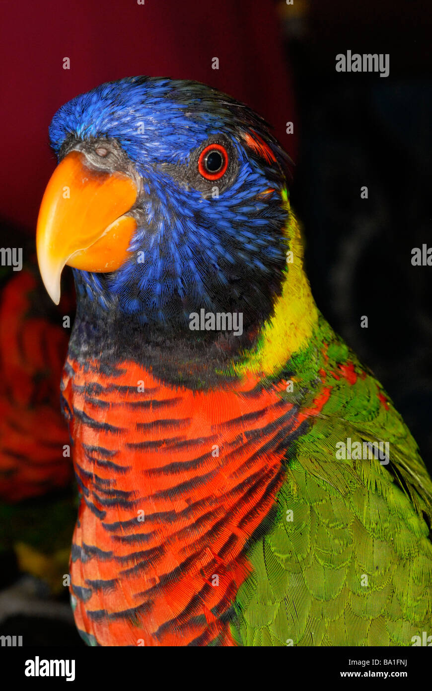 Rainbow Lorikeet, Trichoglossus haematodus, a species of parrot found ...