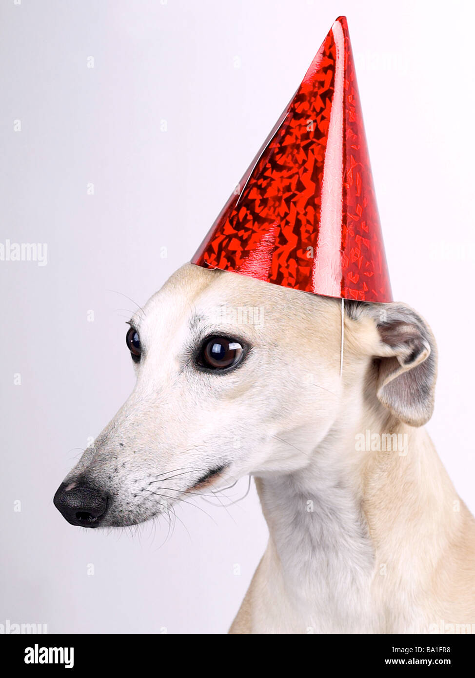 A lurcher wearing a red party hat, a party animal Stock Photo