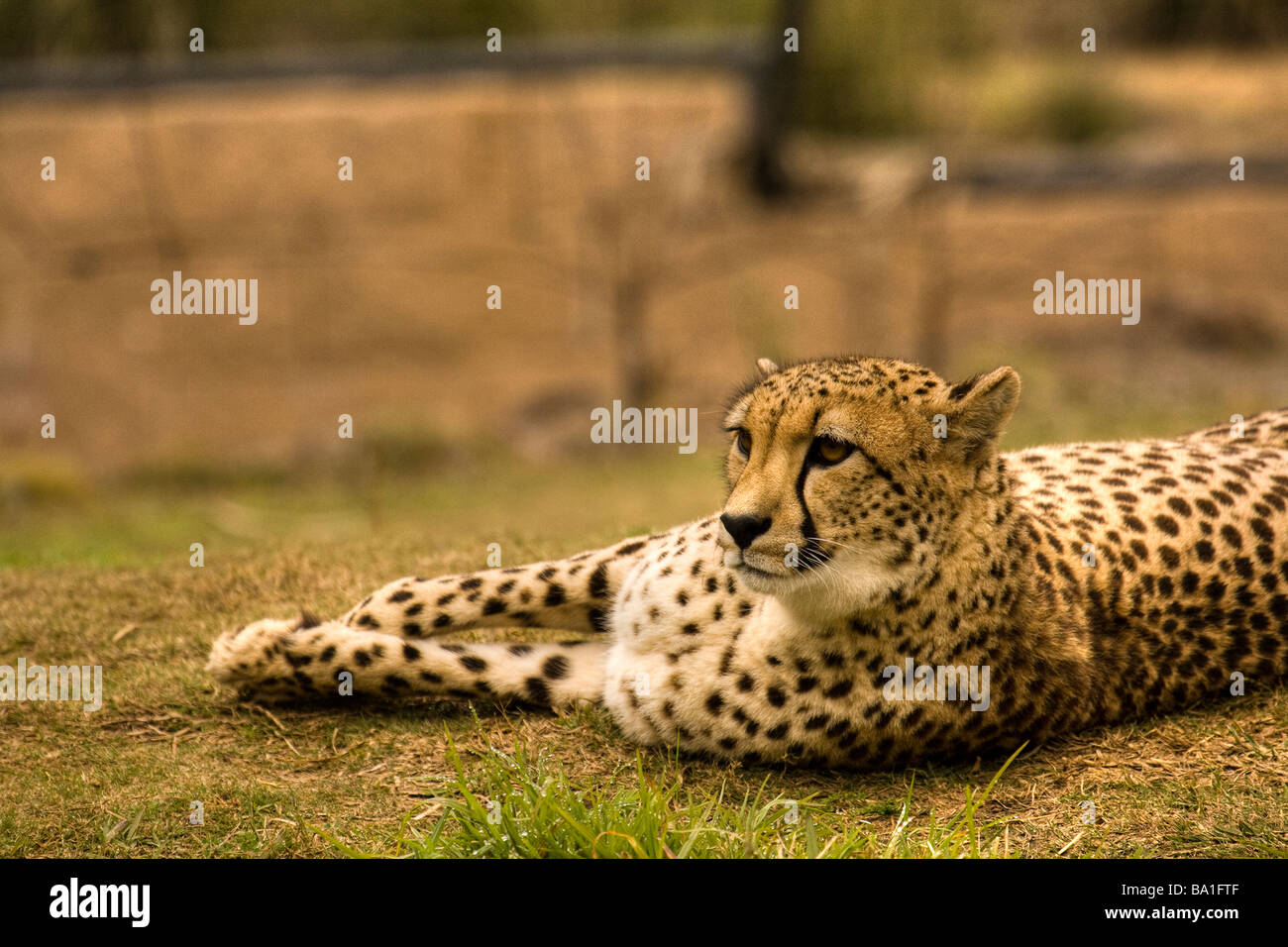 Restful Sunbathing Cheetah Stock Photo