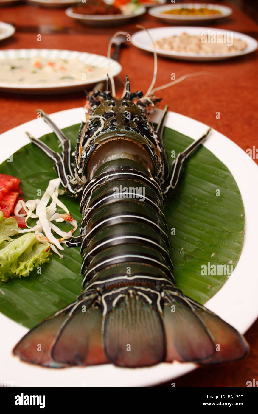 Asian spiny lobster hi-res stock photography and images - Alamy