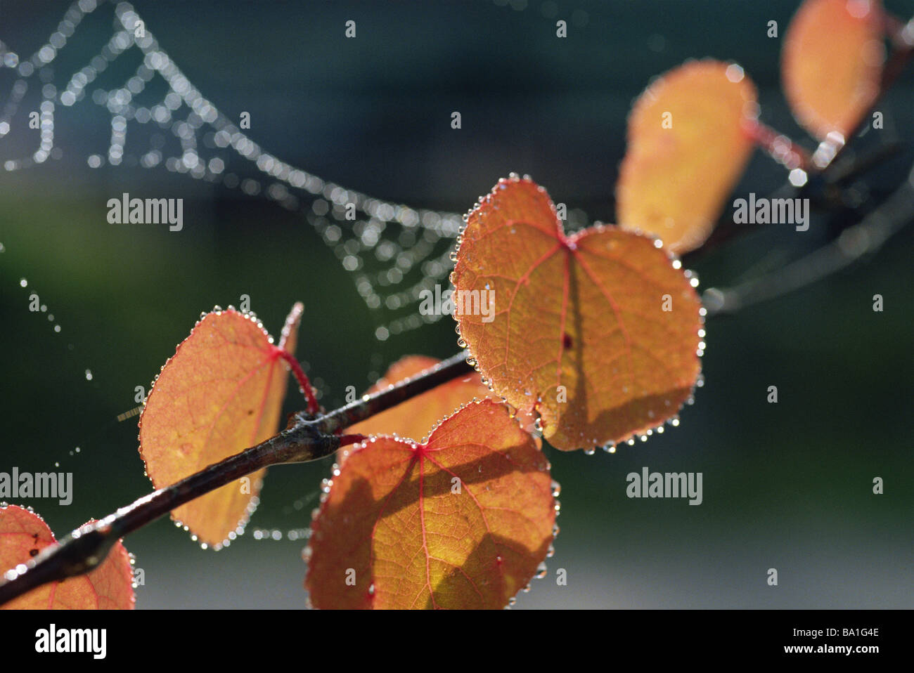 Water Droplets on Autumn Leaves Stock Photo