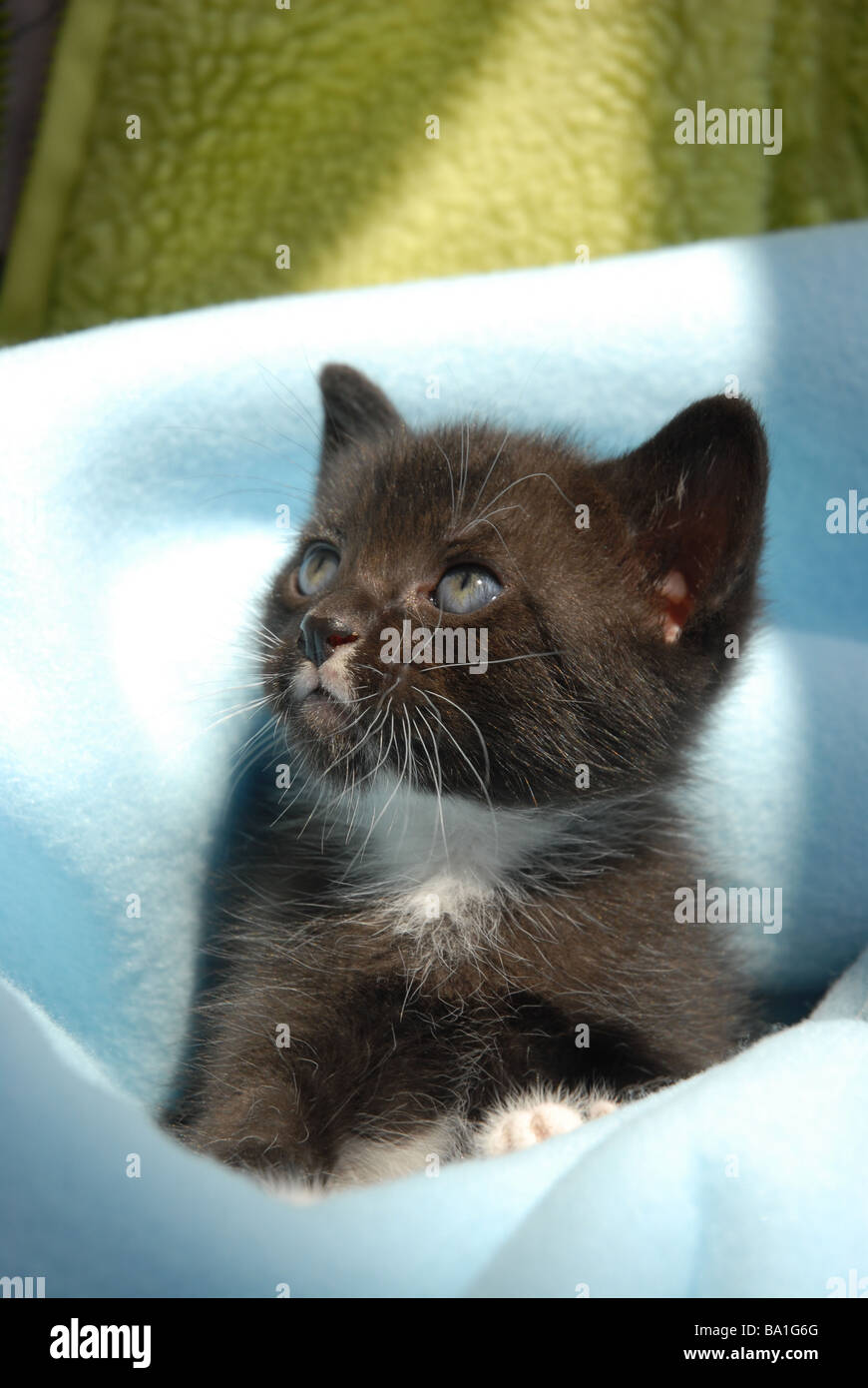 black and white kitten, 5 weeks old Stock Photo