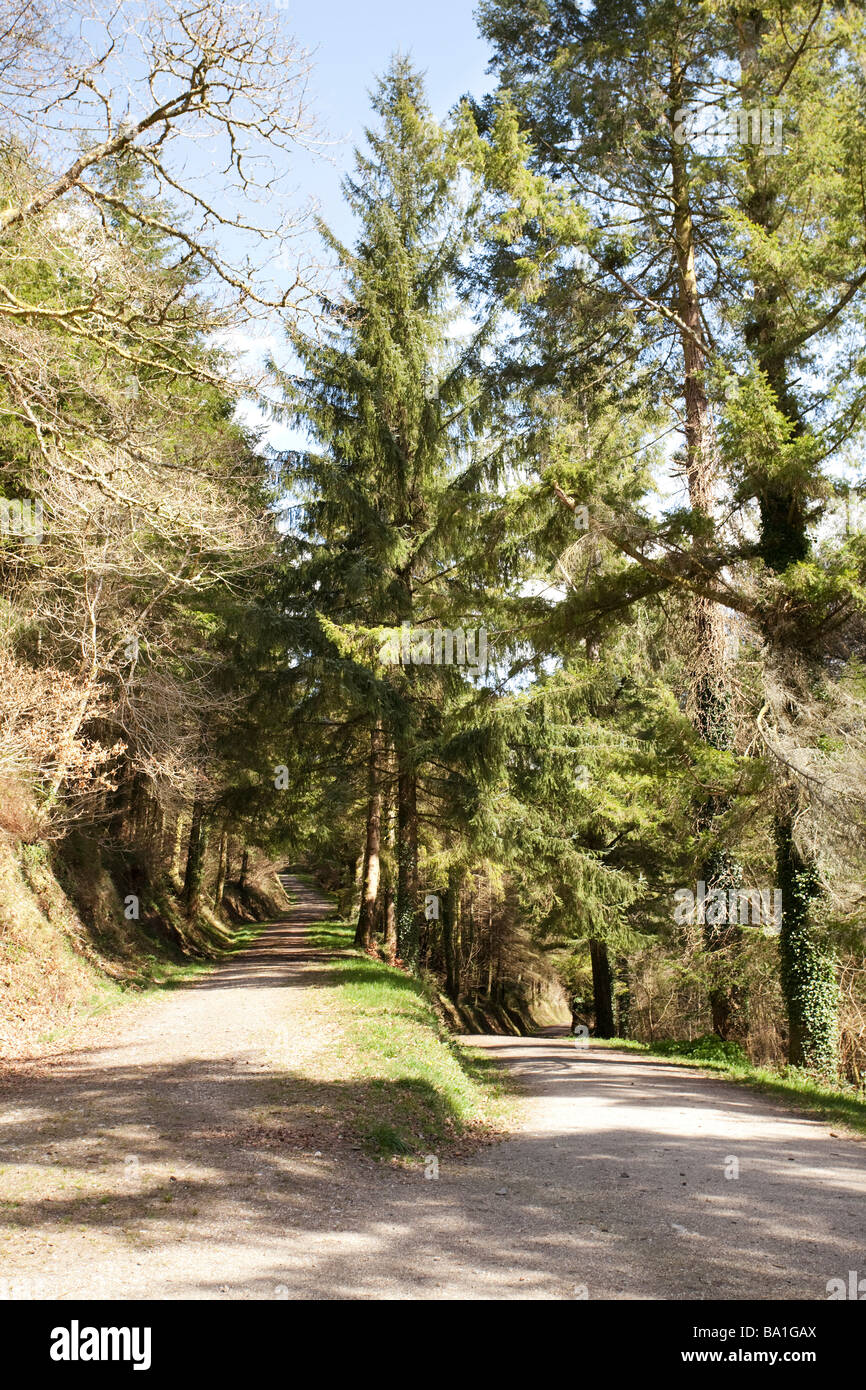 high and low road junction in a forest Stock Photo Alamy