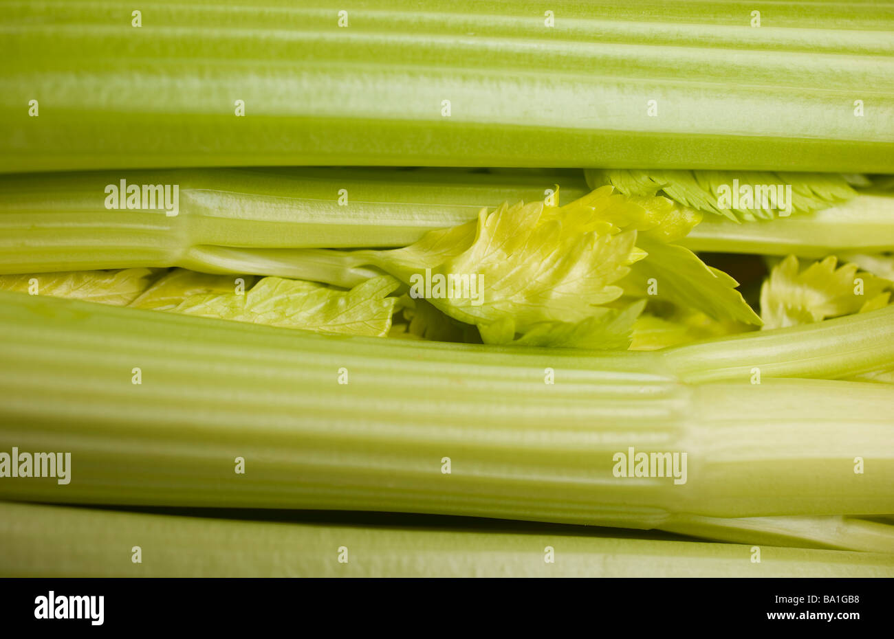 Celery Stalks and Leaves Stock Photo Alamy