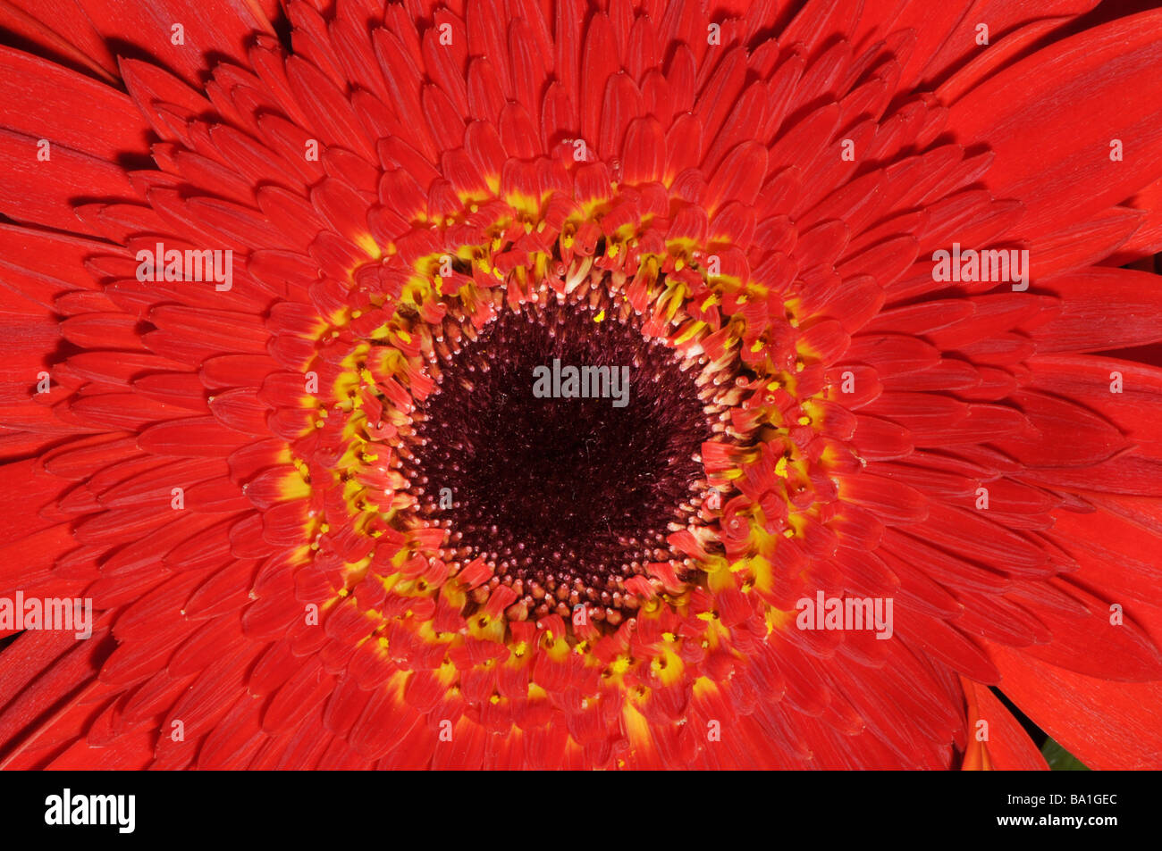 close up of center of chrysanthemum flower Stock Photo