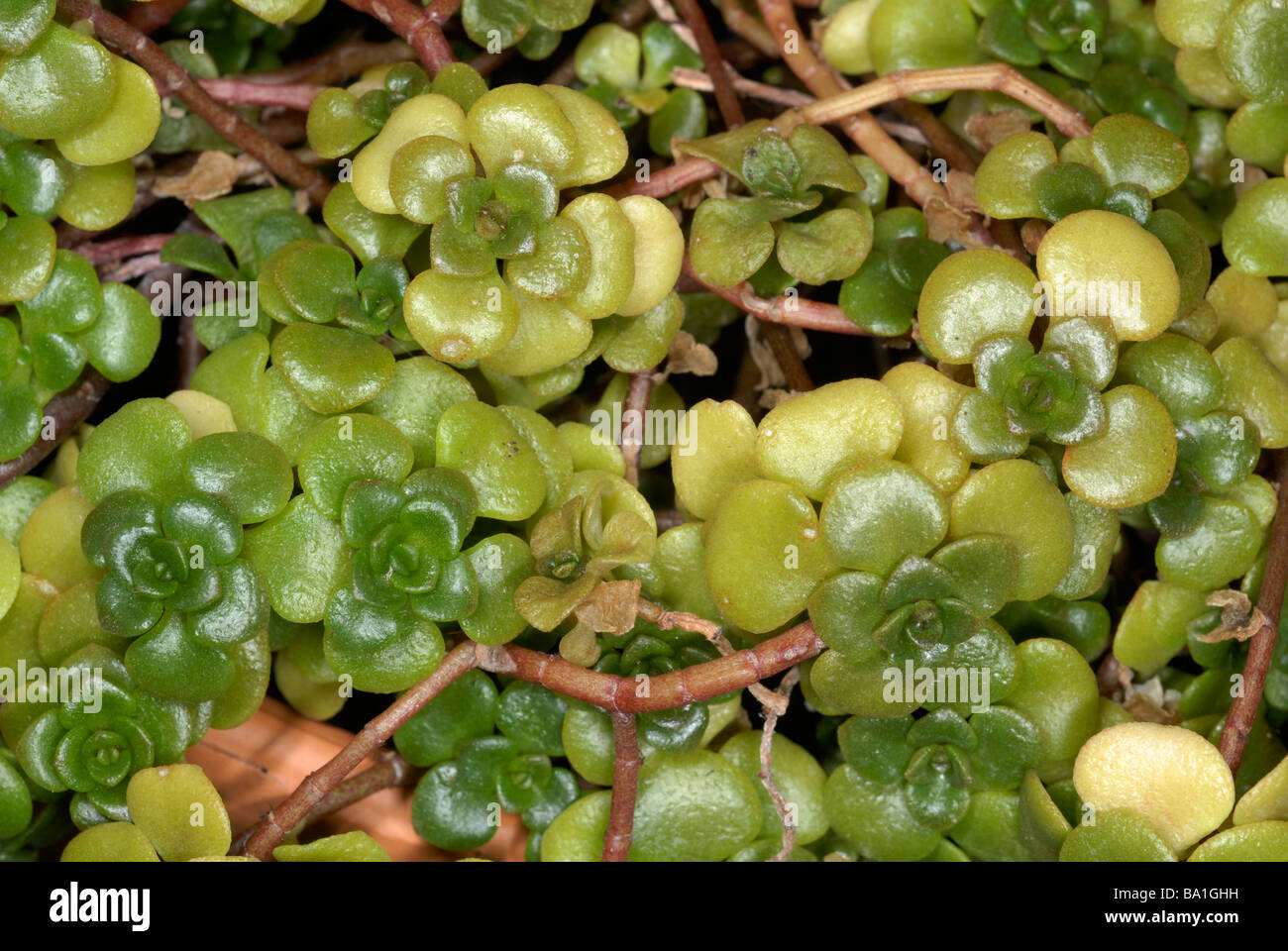 Sedum makinoi 'Limelight' in the family Crassulaceae Stock Photo