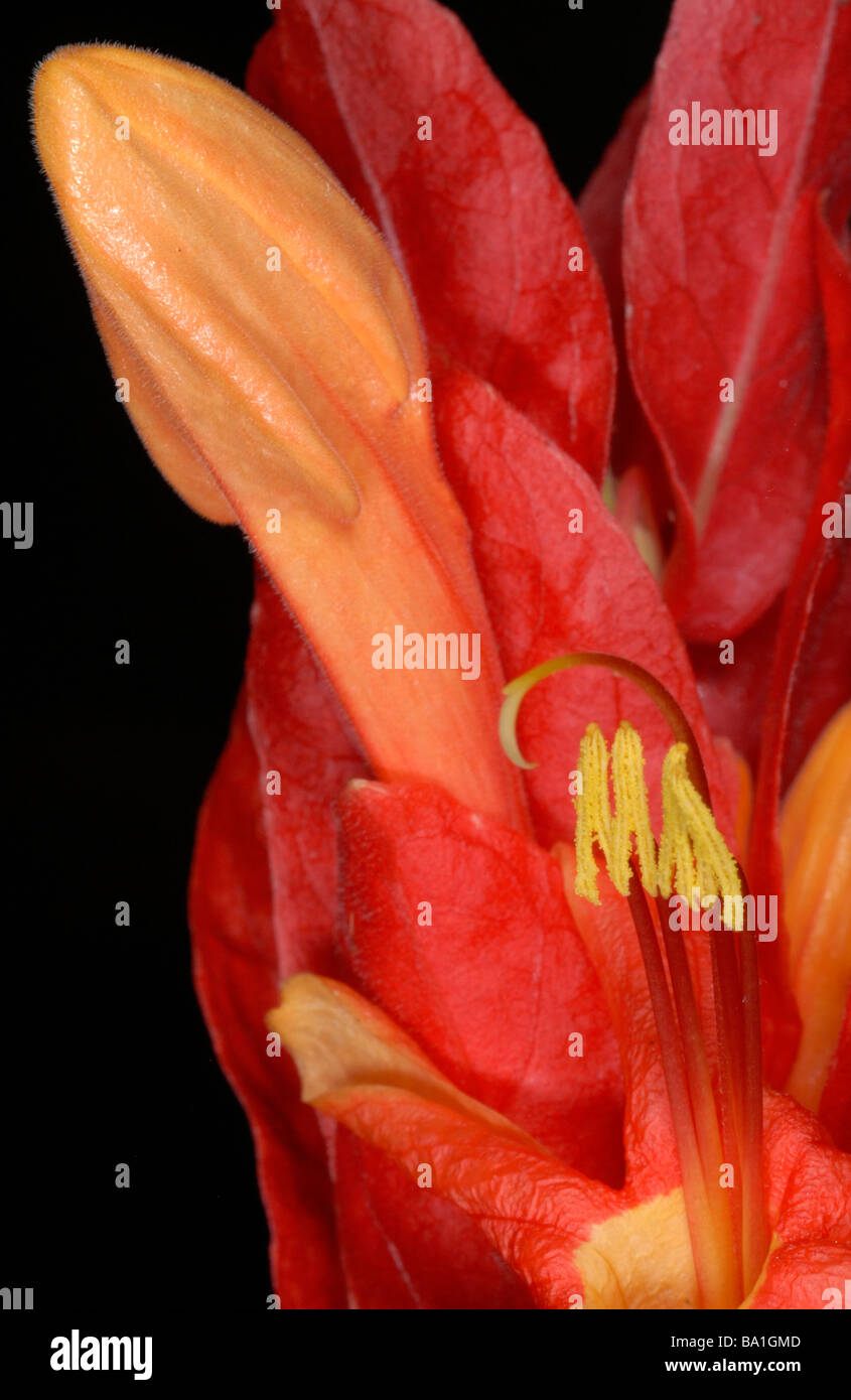 Ruellia colorata, family Acanthaceae from Brazil Stock Photo - Alamy