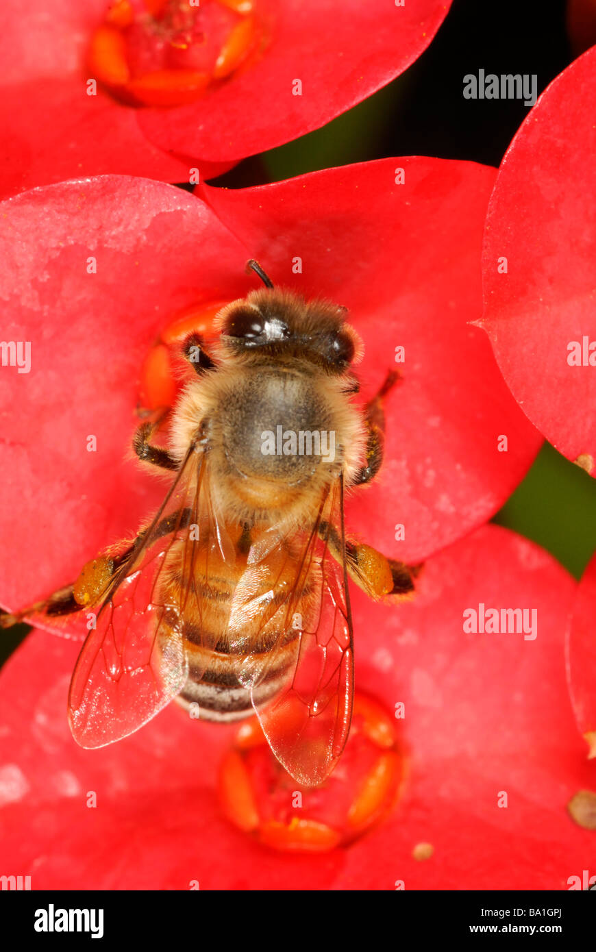 Honeybee foraging on crown of thorns flower Stock Photo