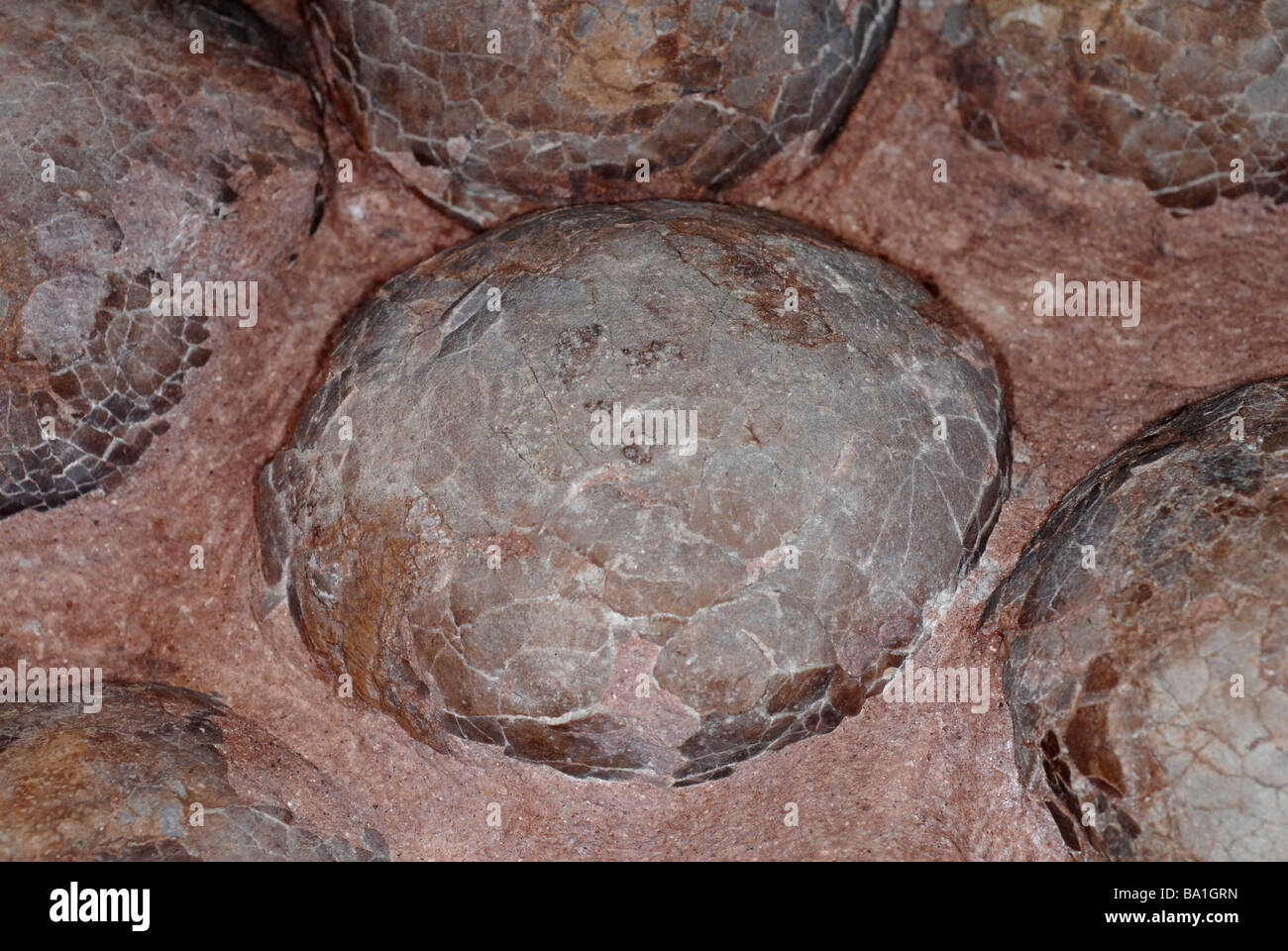 Fossil dinosaur eggs in a nest, 70 to 100 million years old, from the Cretaceous Period, found in Xixia Basin, Henan, China Stock Photo