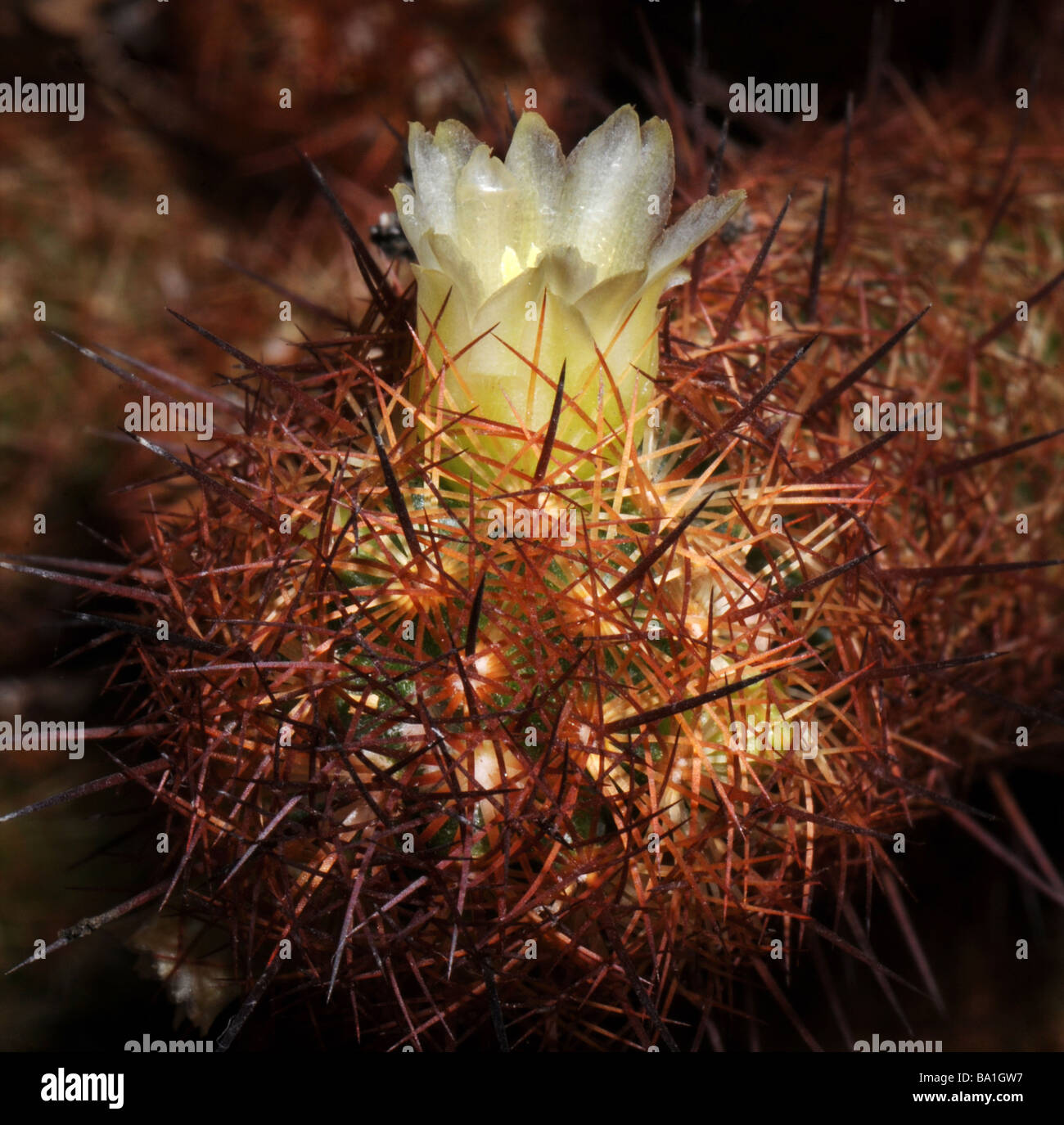 Echinopsis silvestrii cactus Stock Photo