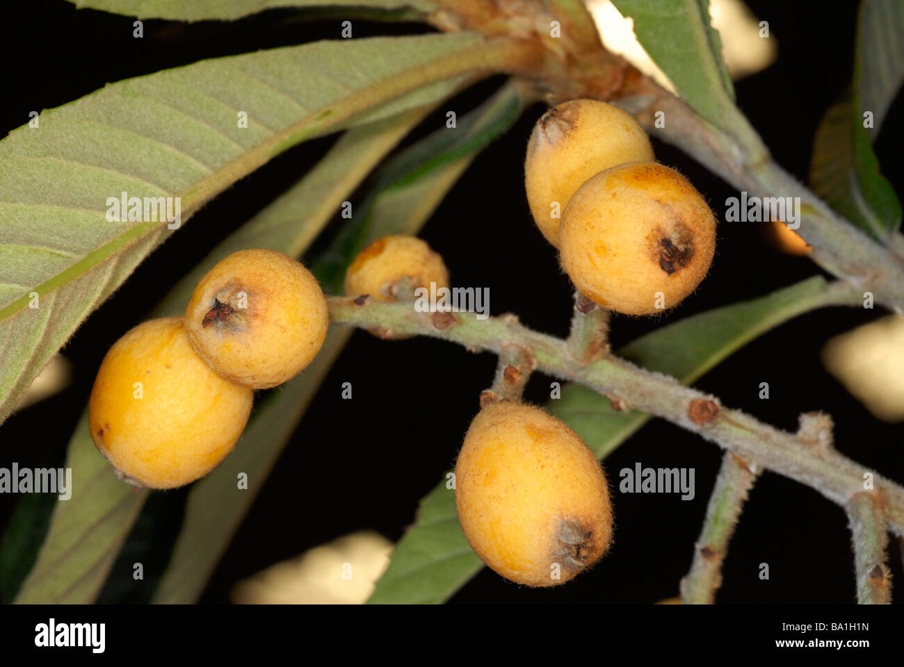 loquat fruits Eriobotrya japonica Stock Photo