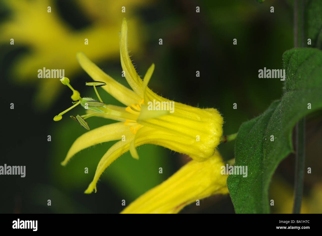 close up of passion flower Passiflora Citrina Stock Photo