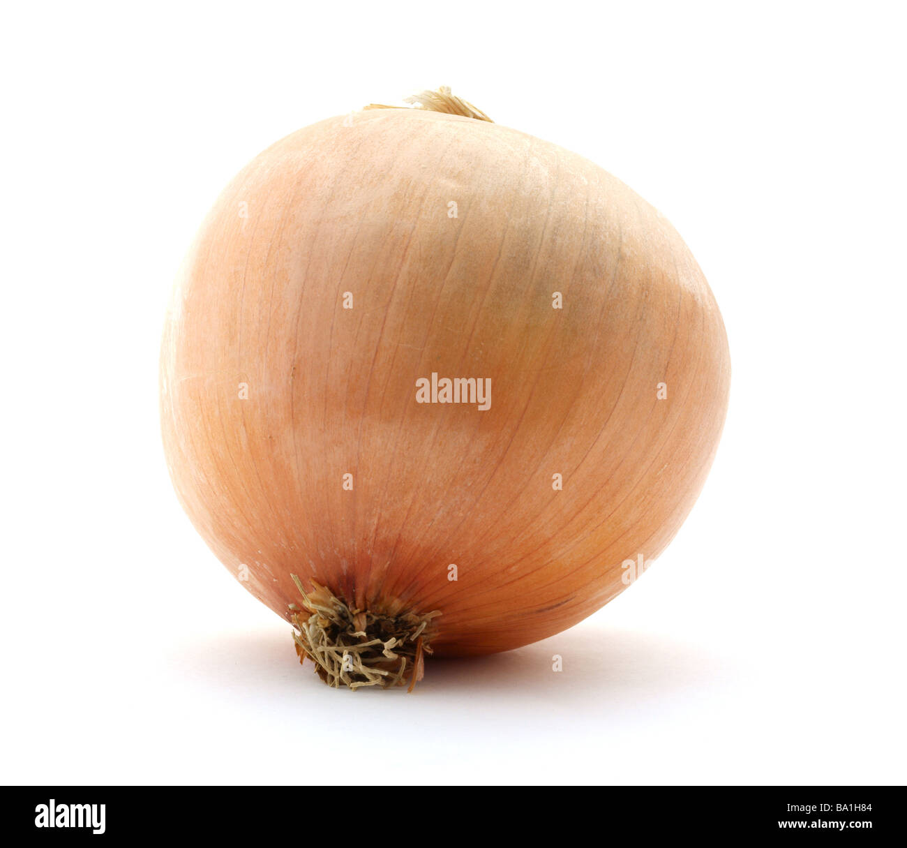 Large Spanish onion Stock Photo Alamy