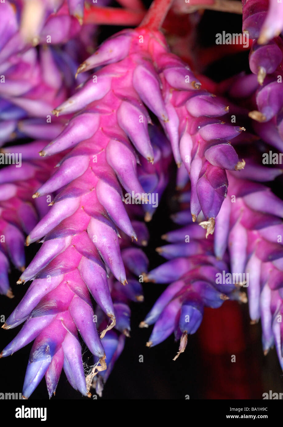 Aechmea inflorescence Blue Tango Stock Photo