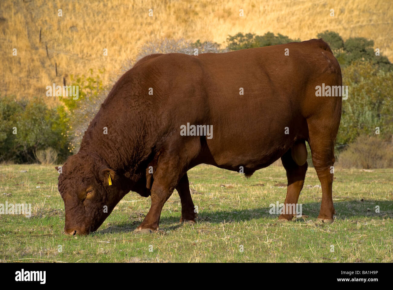 Angus bull california hi-res stock photography and images - Alamy