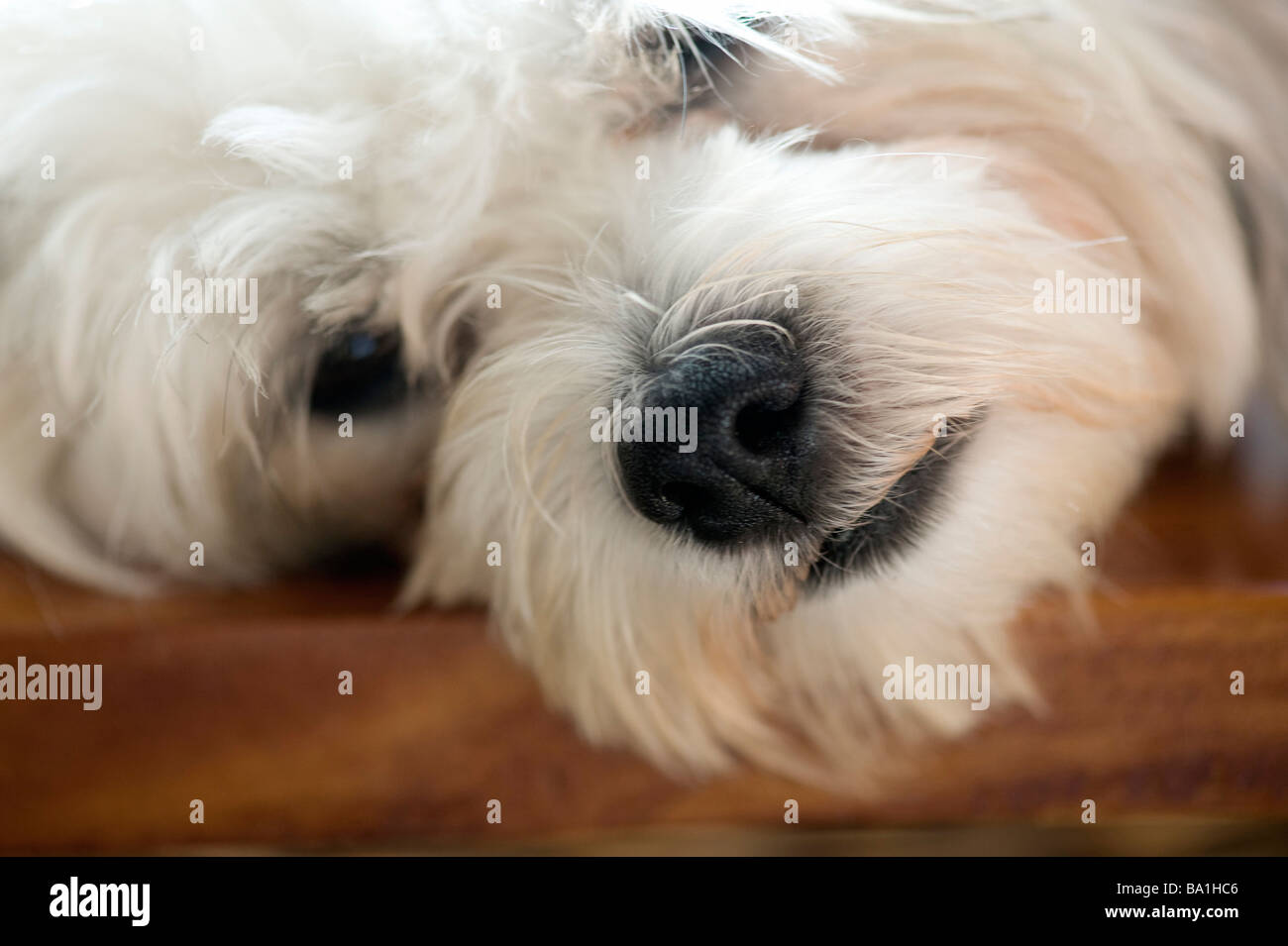 White dog's face Stock Photo Alamy
