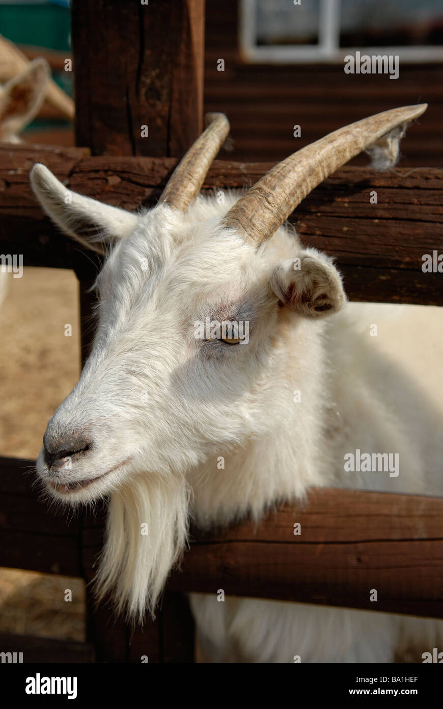 white goat with horns Stock Photo