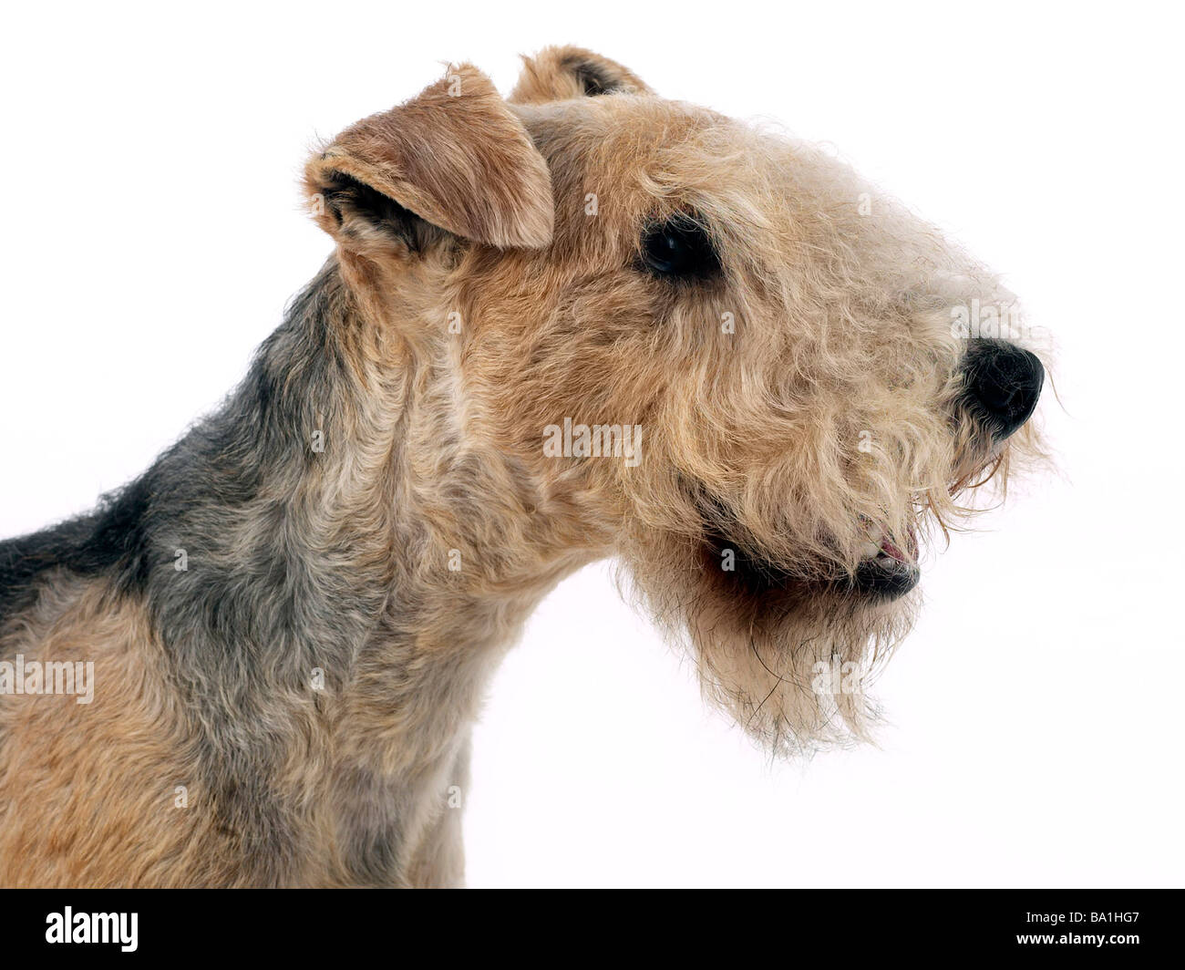 A portrait of a lakeland terrier Stock Photo