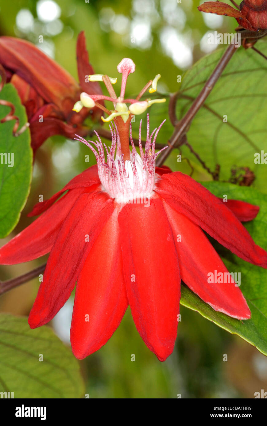 close up of passion flower Passiflora Grace Ann Stock Photo