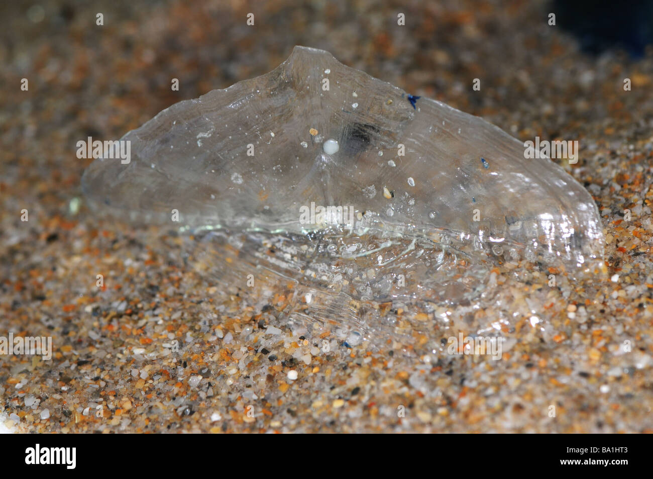 Velella, a free-floating Hydrozoan living on the surface of the ocean Stock Photo
