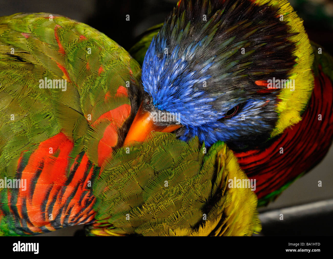 Rainbow Lorikeet, Trichoglossus haematodus, a species of parrot found ...