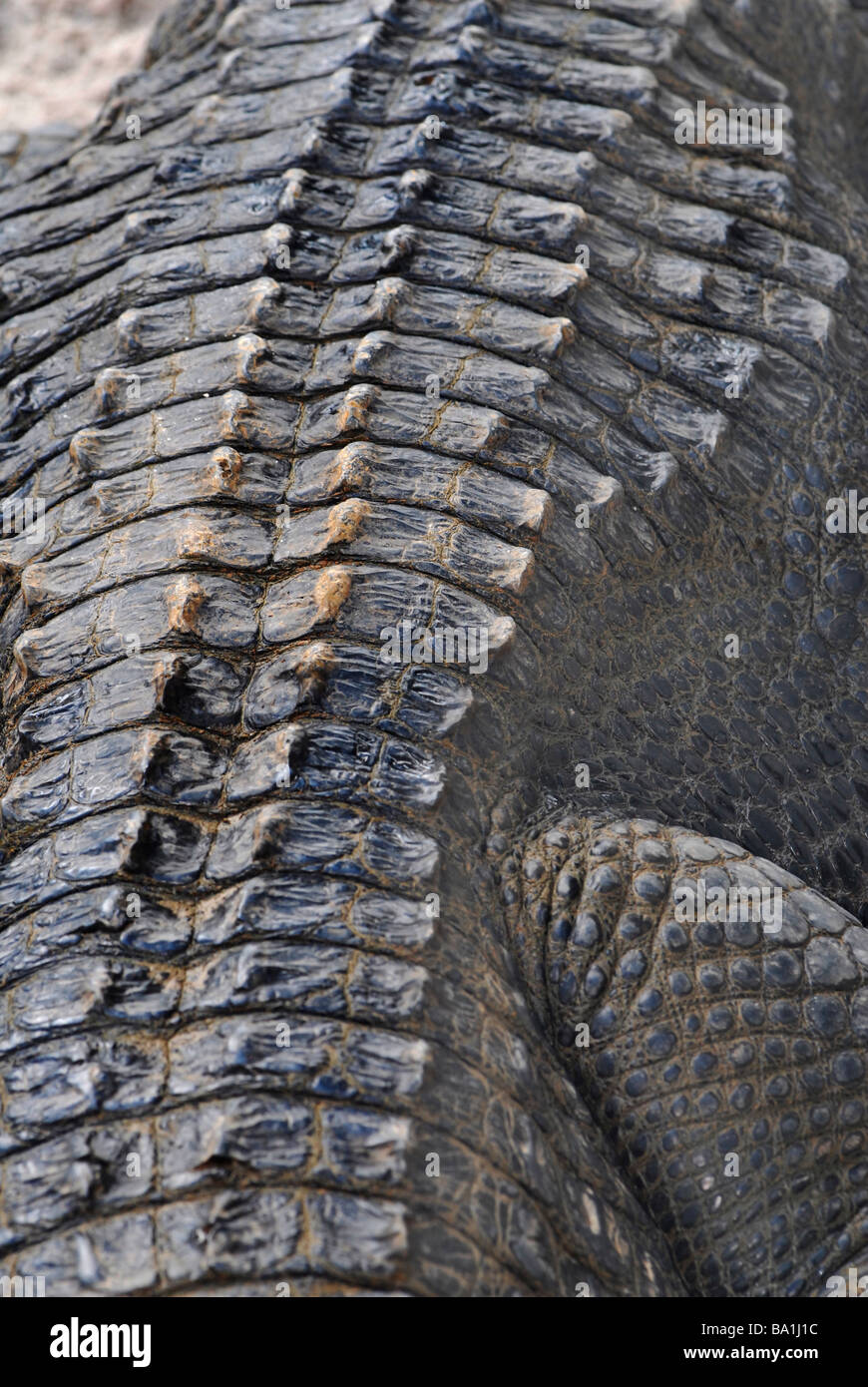A close up photo of the skin of an American alligator (Alligator mississippiensis). Stock Photo