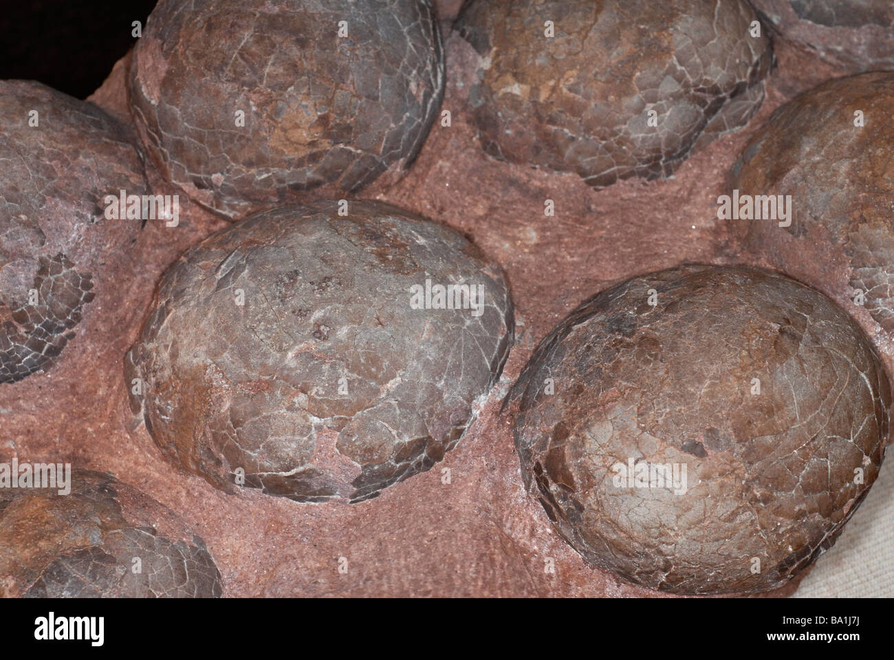 Fossil dinosaur eggs in a nest, 70 to 100 million years old, from the Cretaceous Period, found in Xixia Basin, Henan, China Stock Photo