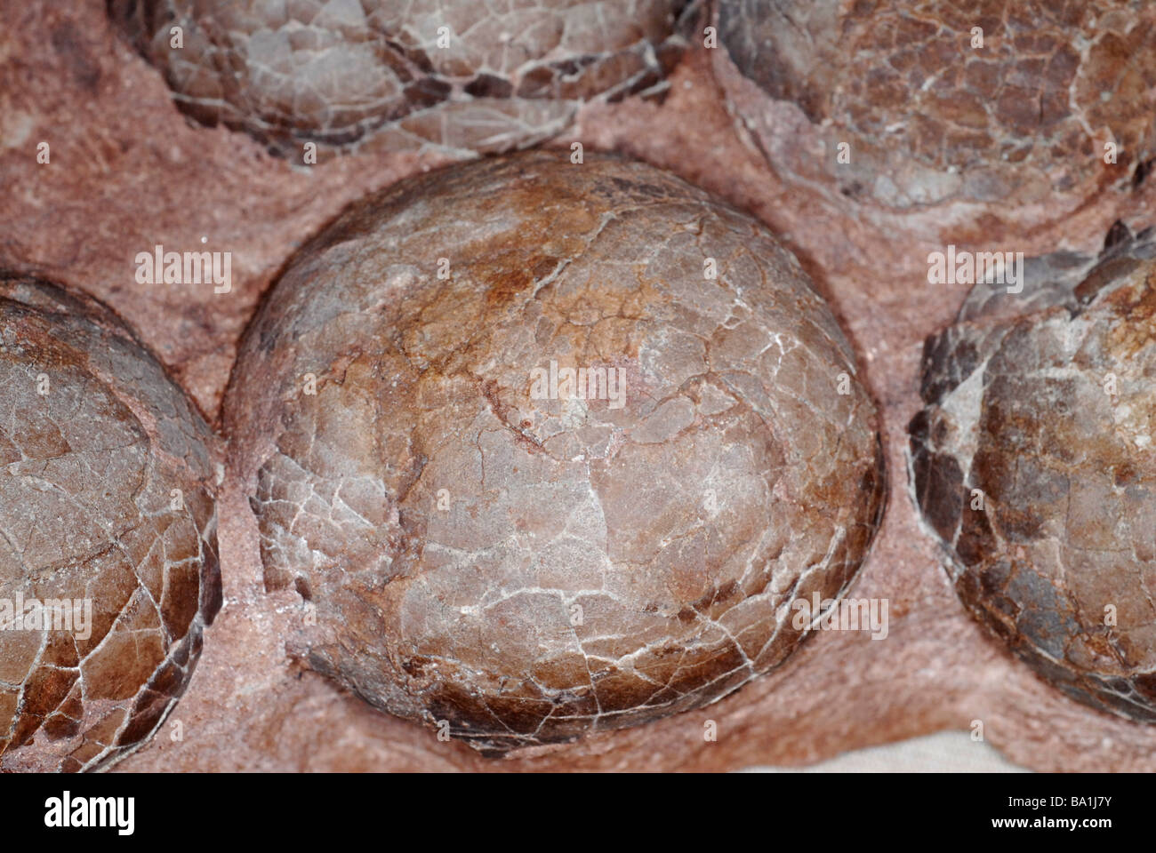 Dinosaur egg nest, Henan Province, Xixia Basin, China Stock Photo