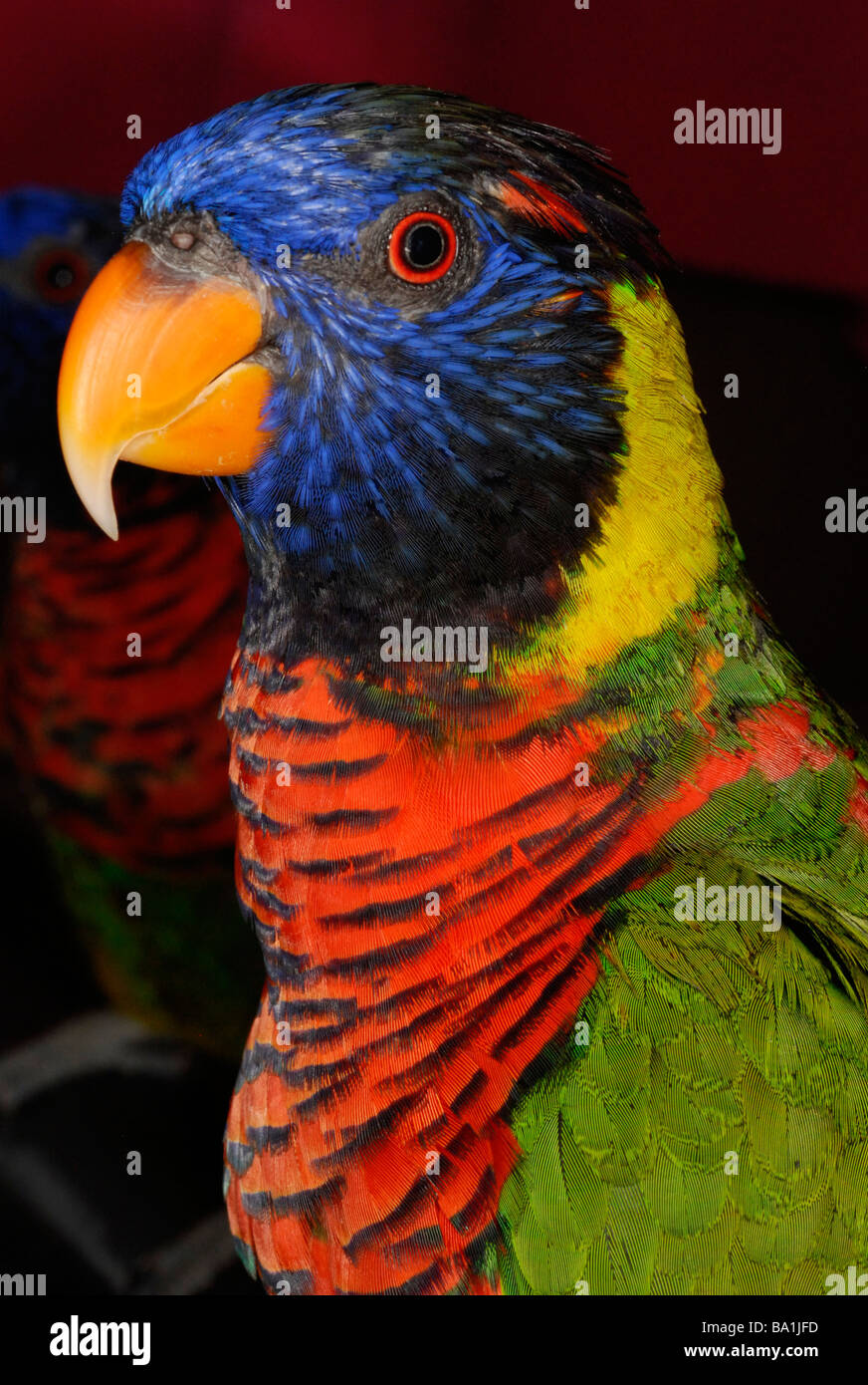 Close up of lorikeet bird Stock Photo