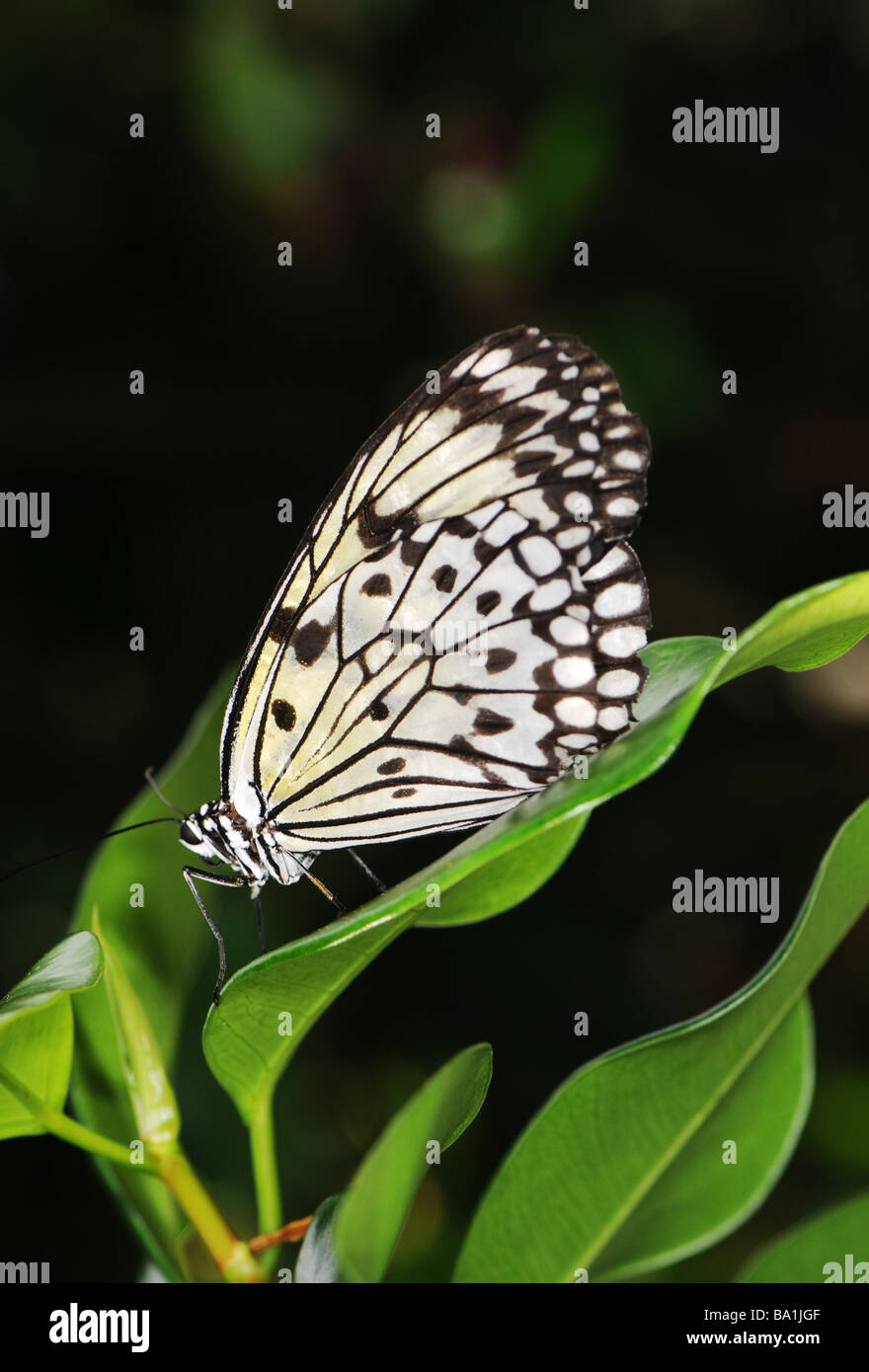Idea leuconoe, rice paper butterfly, or paper kite butterfly Stock Photo
