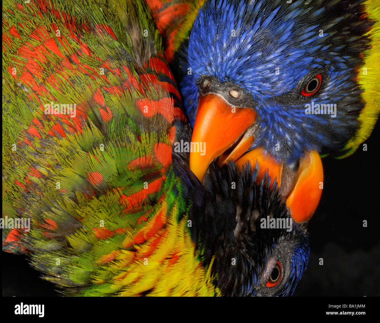 Close up of lorikeet bird Stock Photo