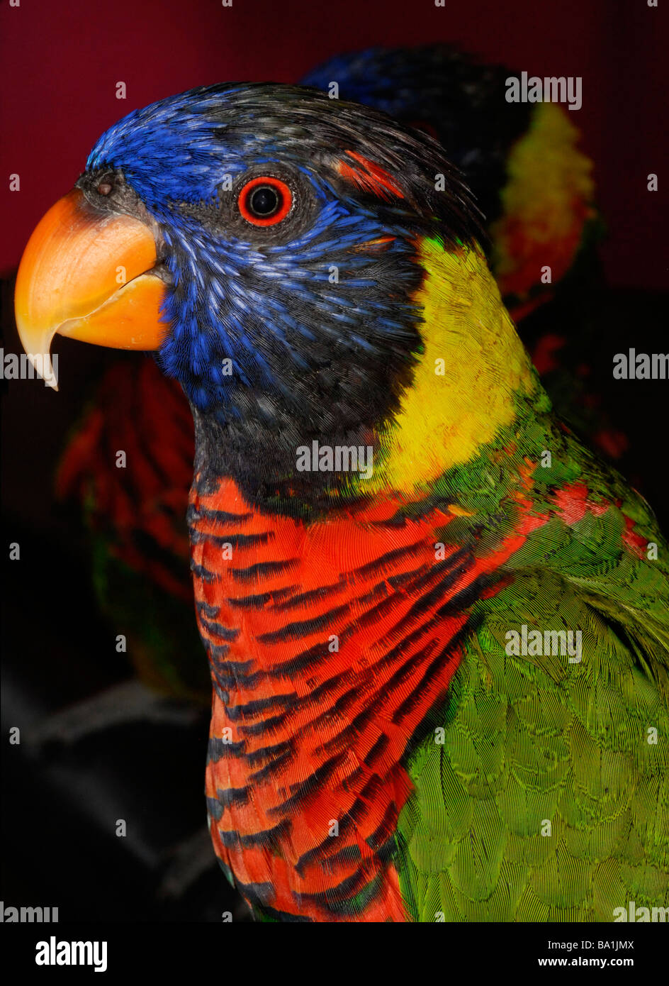 Close up of lorikeet bird Stock Photo