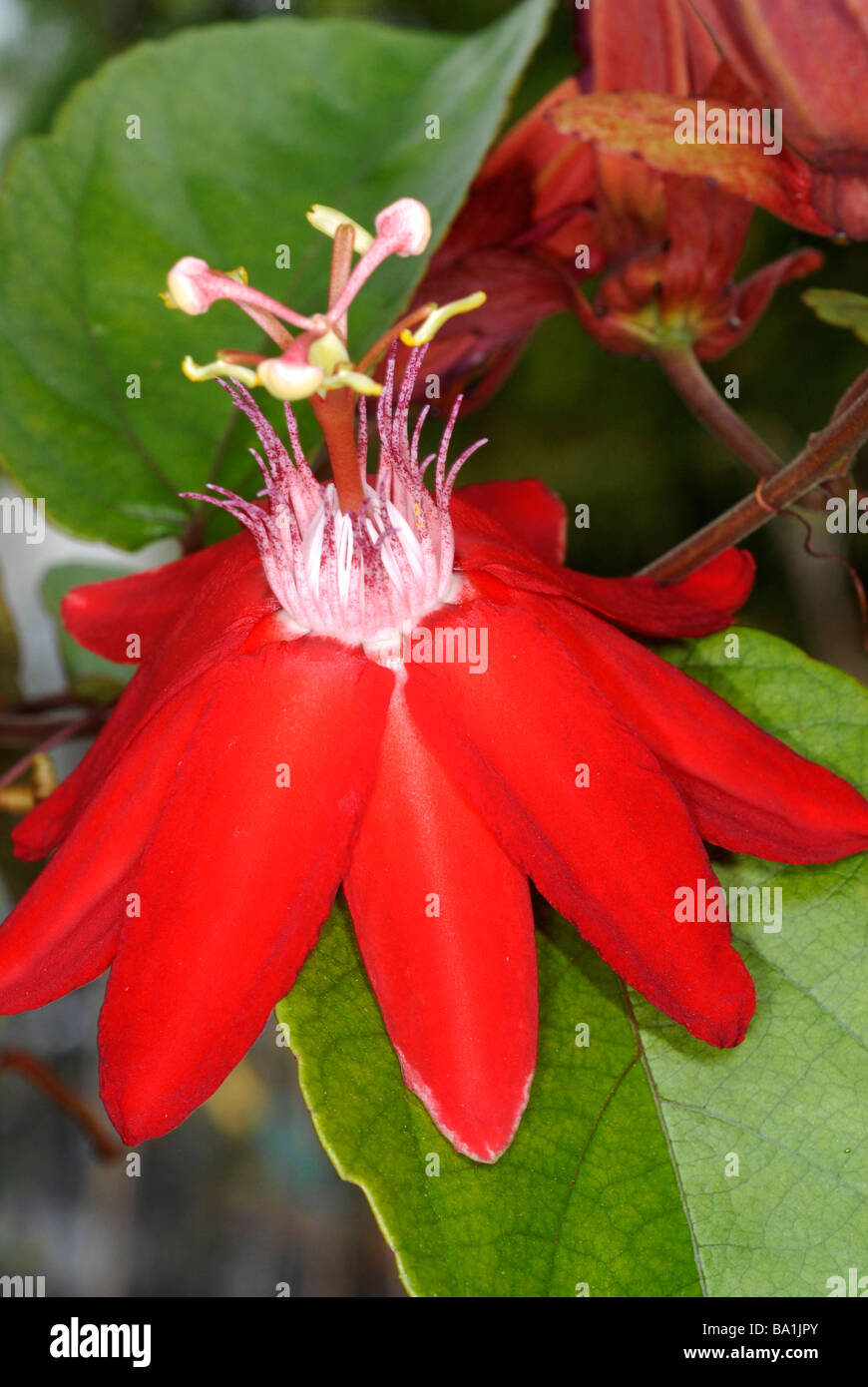 close up of passion flower Passiflora Grace Ann Stock Photo