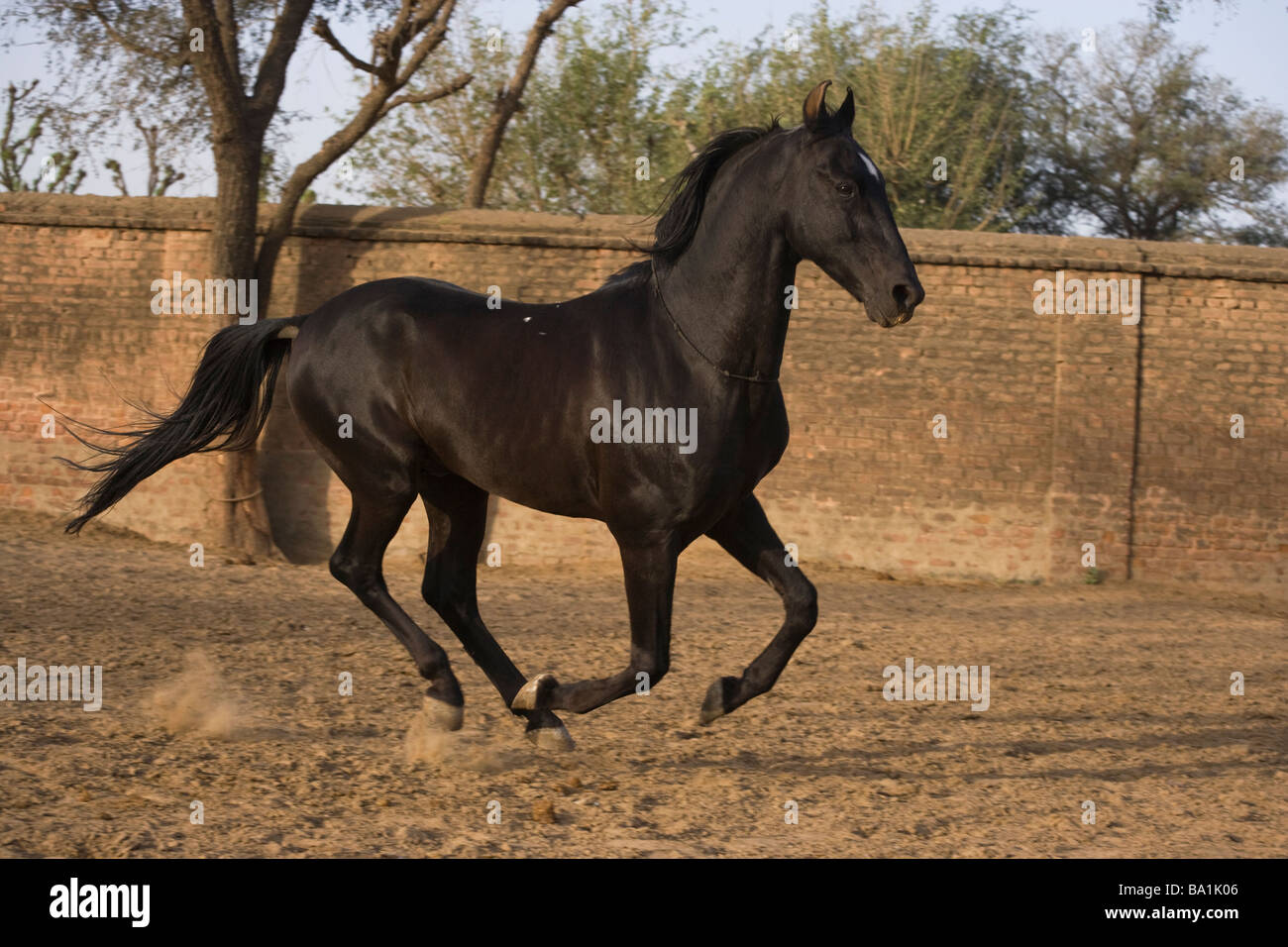 Marwari horse hires stock photography and images Alamy