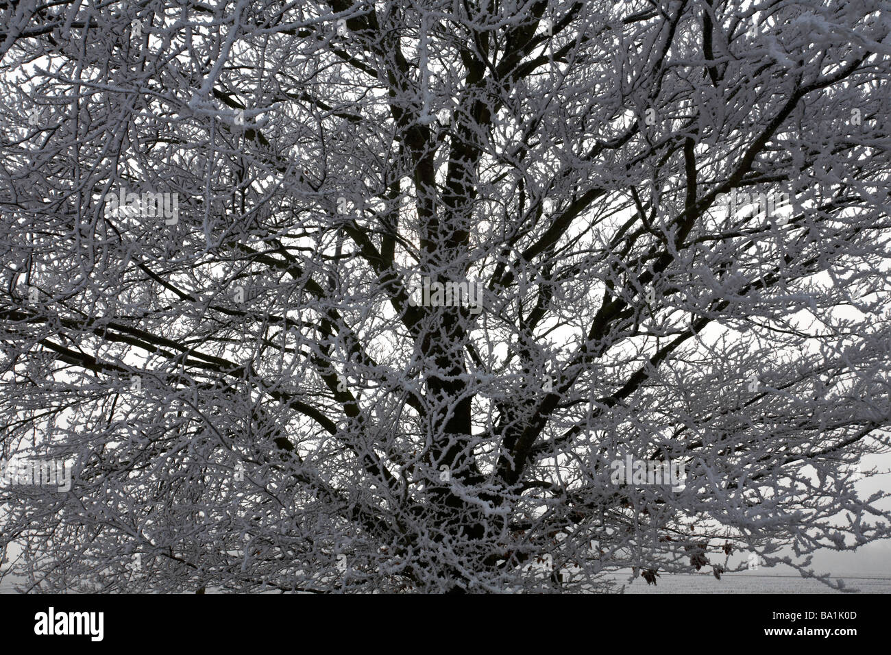 Tree covered with hoar frost hoarfrost at Dorset, UK in January - frost on a tree, frosted tree Stock Photo