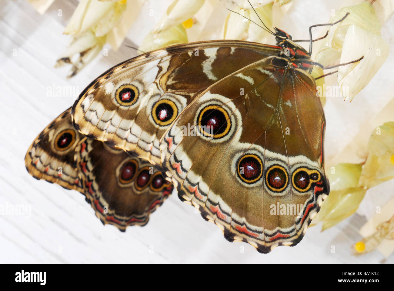 Underside of a morpho butterfly showing ocelli (eyespots) and a brown coloration Stock Photo