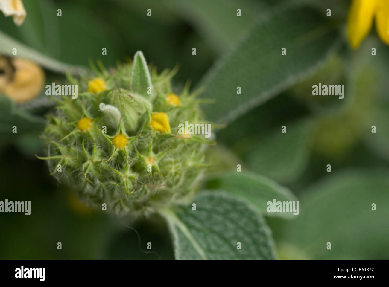 Jerusalem sage Phlomis fruticosa, Labiatae, Lazio, Rome, Italy Stock Photo