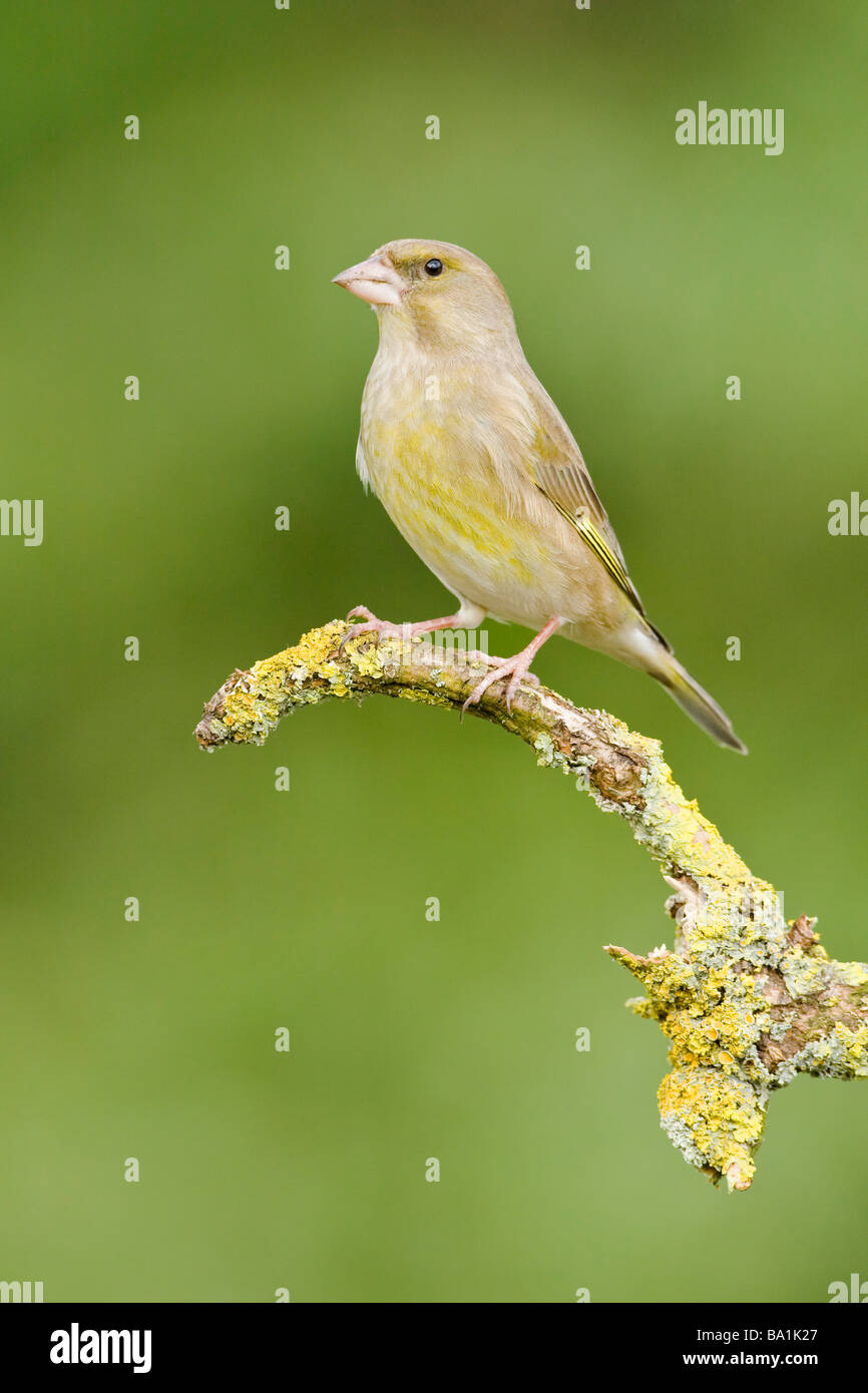Female Greenfinch on lichen covered branch Stock Photo